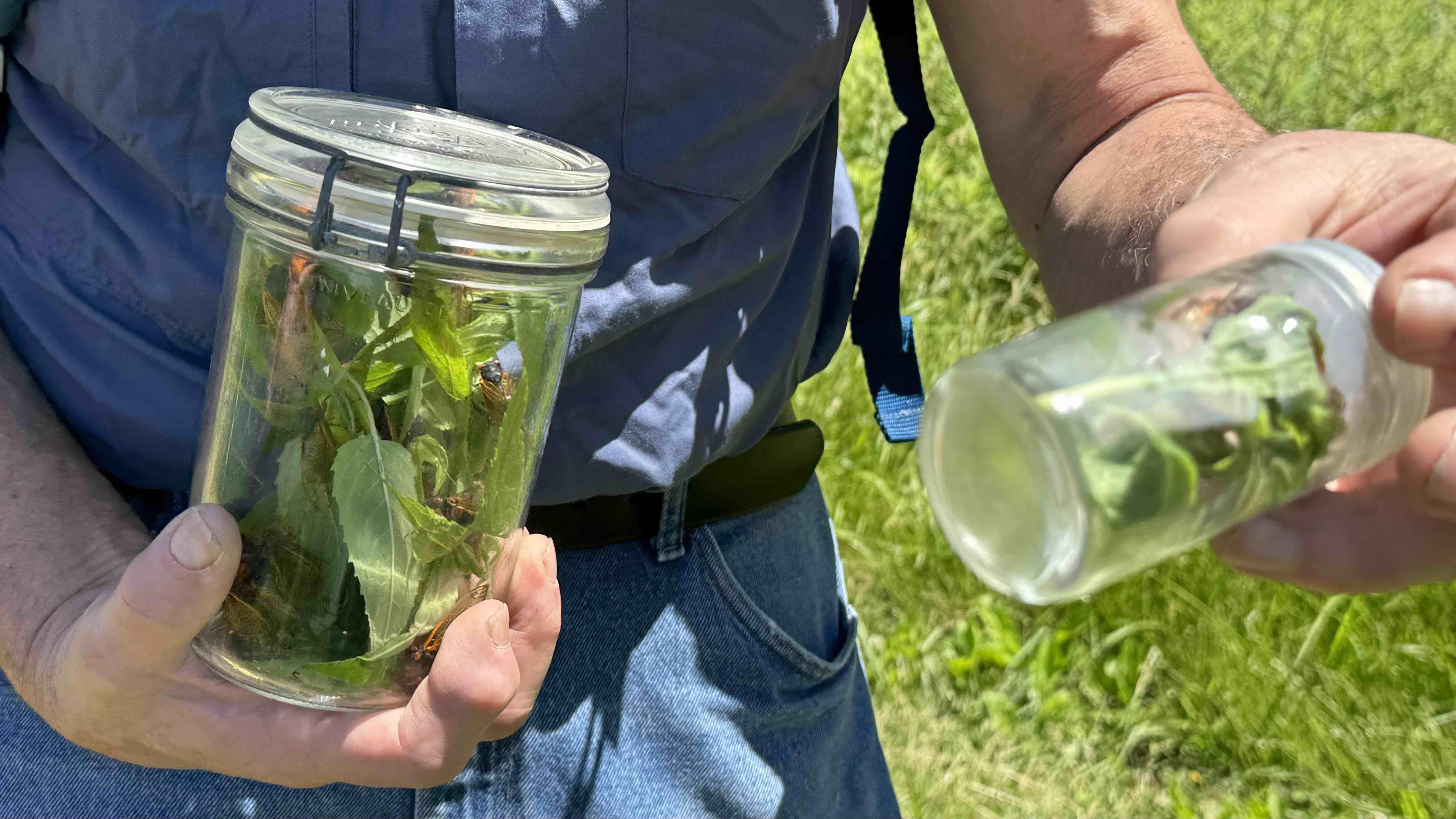 Specimens were placed in jars according to species. (Patty Wetli / WTTW News)