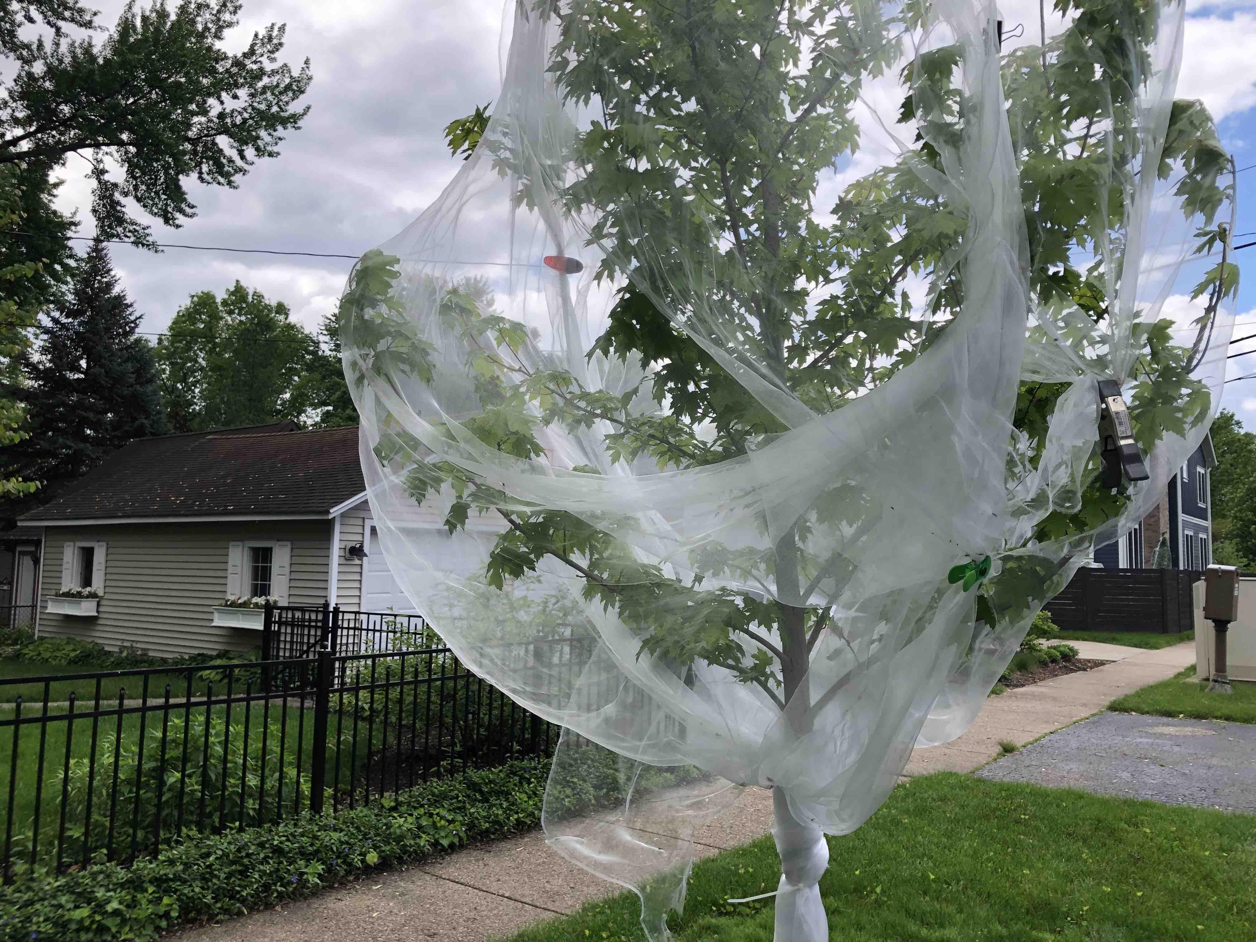 A young tree in Elmhurst swathed in protective netting. (Nicole Cardos / WTTW News)