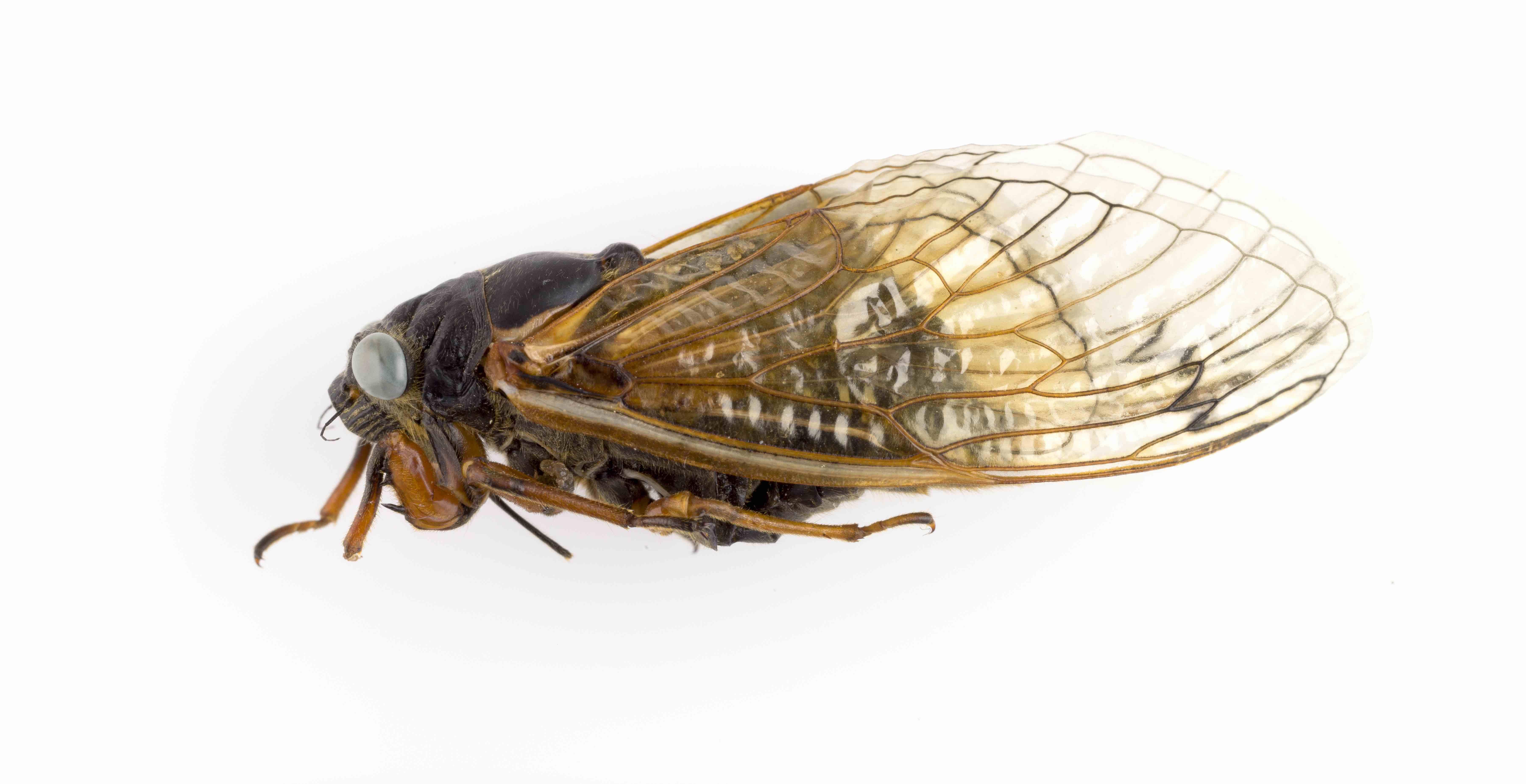 A blue-eyed cicada, donated to the Field Museum. (Daniel Le / Field Museum)