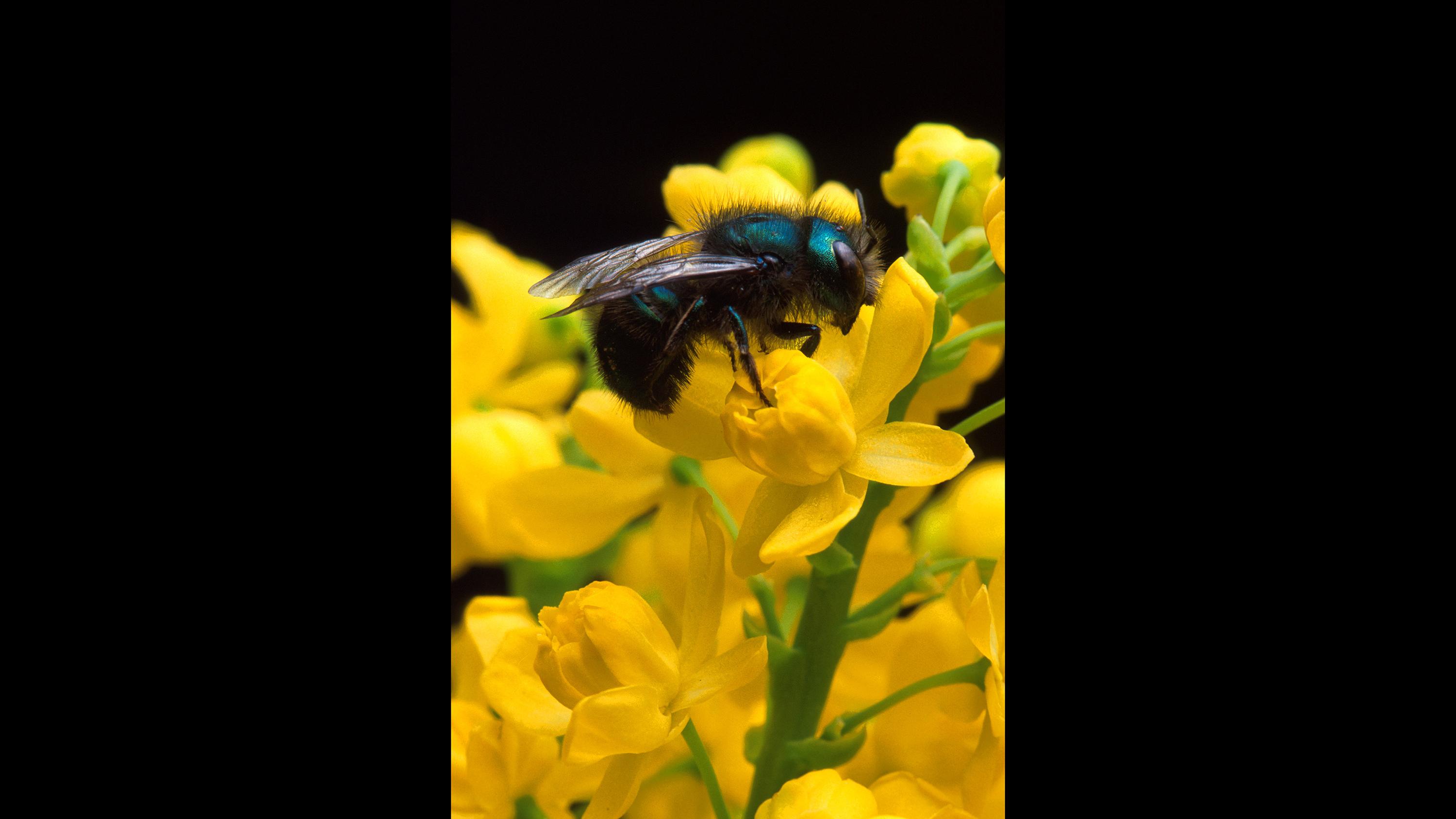 Northwestern's Paul CaraDonna studied the impact of increased temperatures on mason bees. (Jack Dykinga)