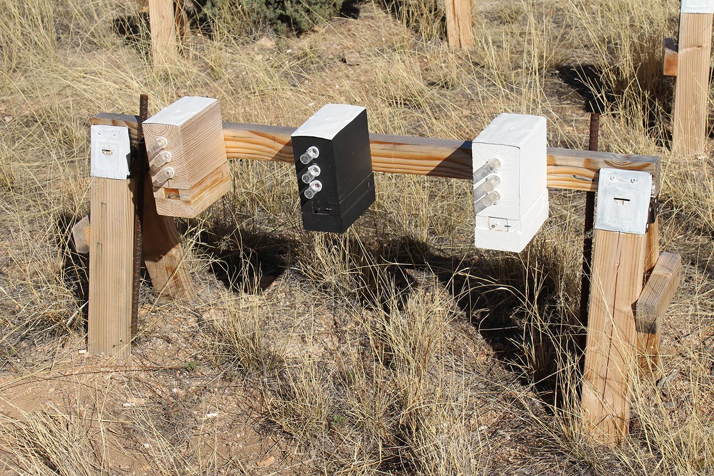 Researchers painted artificial nests with transparent, black or white paint to simulate the temperatures of present, future and past climates. (Paul CaraDonna / Northwestern University)