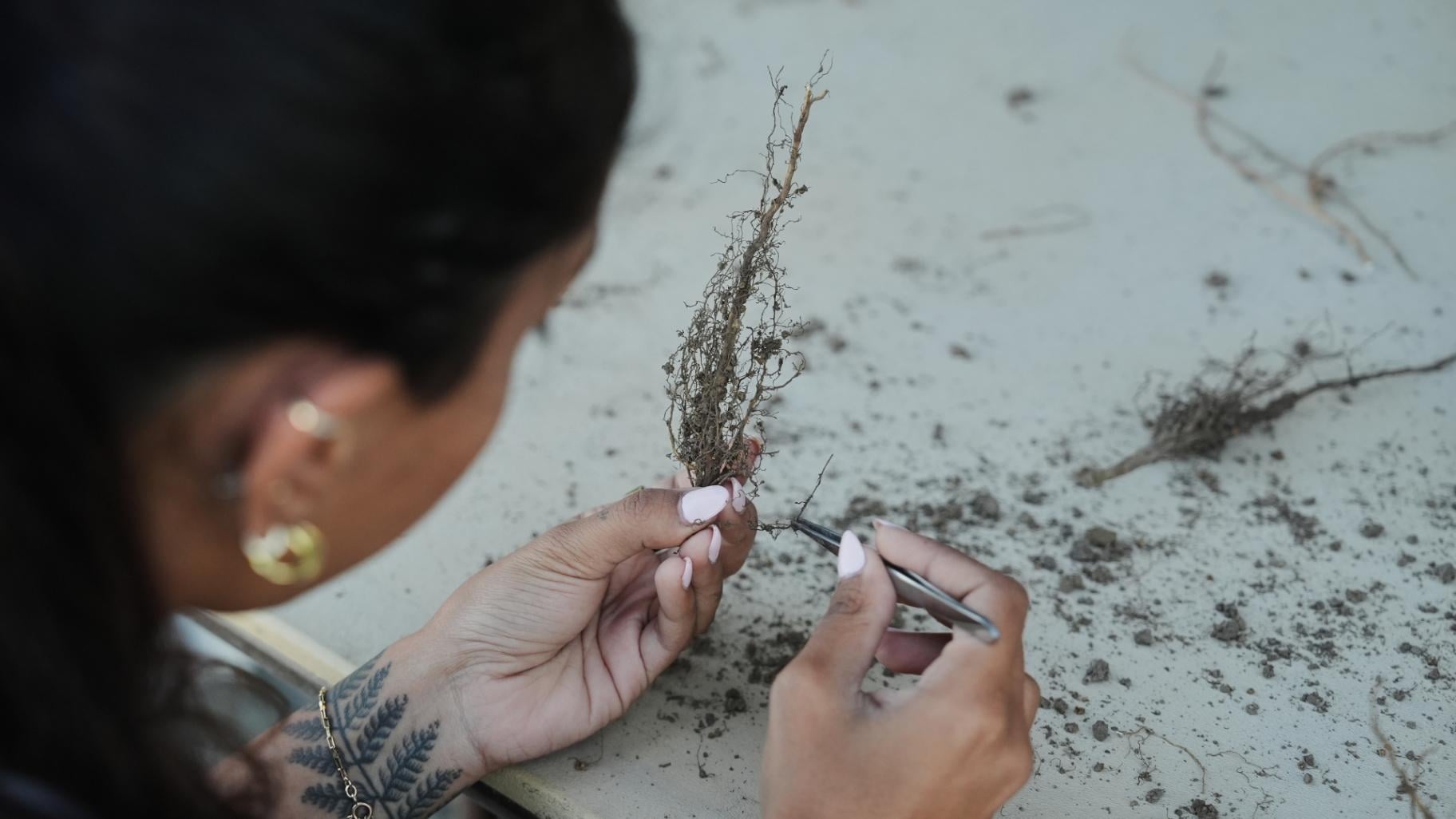 Preyanka Mehta, a research associate at Cquesta, removes soil from a genetically-engineered soybean root Tuesday, Sept. 1, 2026, at a research farm in Urbana, Ill. (AP Photo / Joshua A. Bickel)
