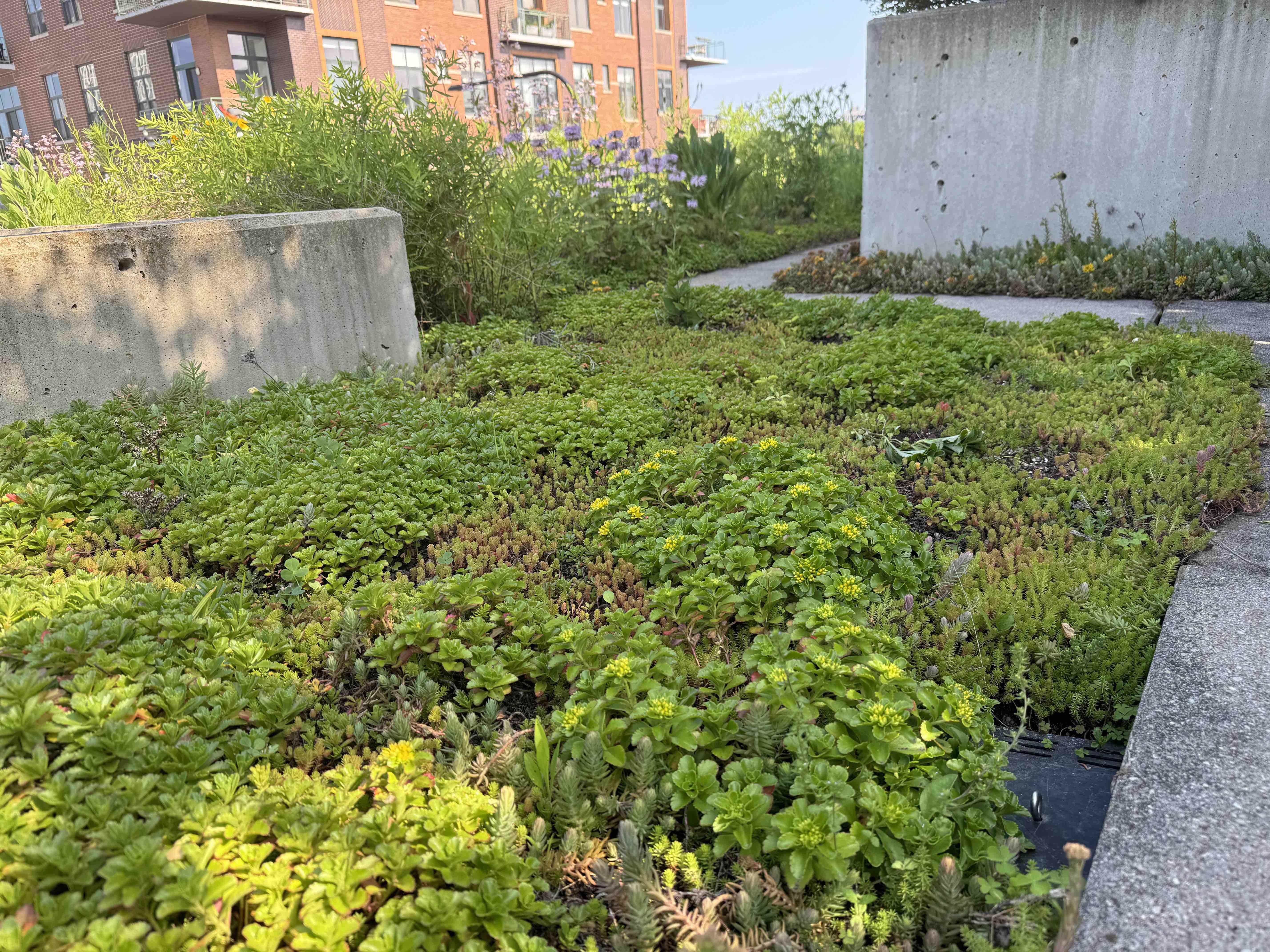 A patch of the Center on Halsted's original sedum green roof. It's typically purchased in two-foot squares and while it does flower, it blooms all at once and then it's done, limiting its value if it's the only plant available, according to Robert Sullivan. (Patty Wetli / WTTW News)