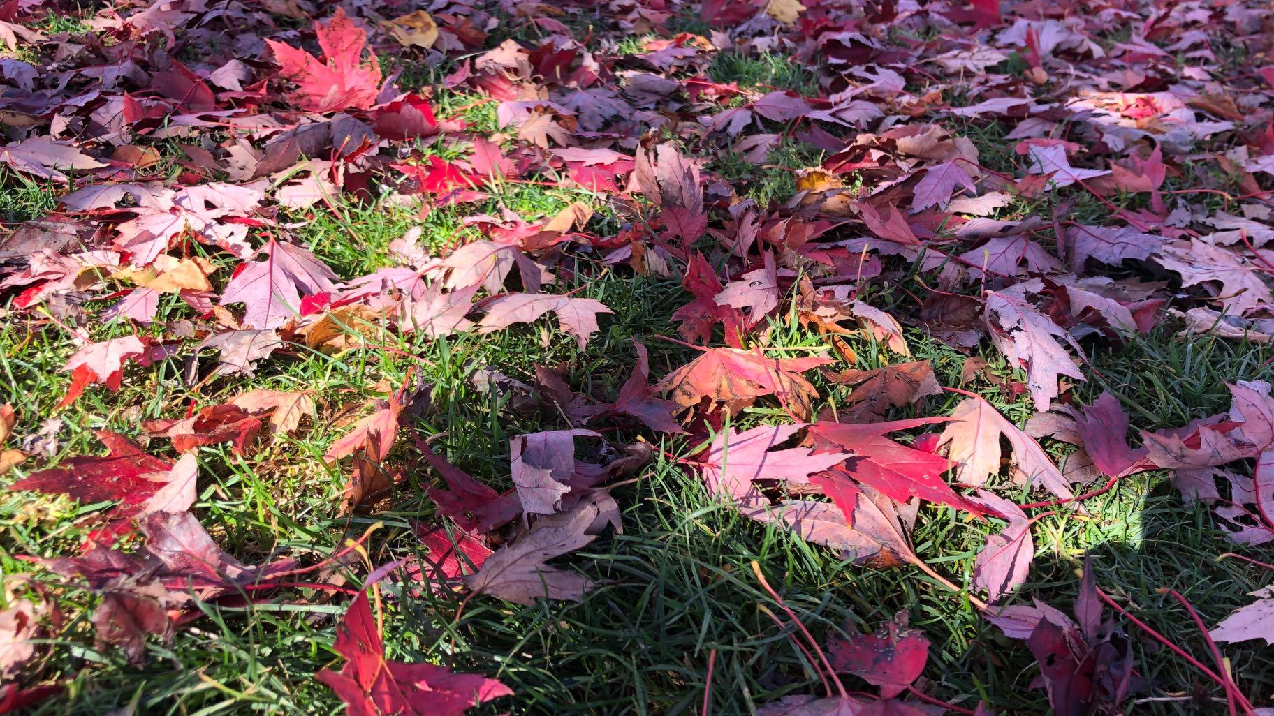 Leaves are an excellent source of nutrition for trees. Don't send this natural, and free, fertilizer to landfill, experts advise. (Patty Wetli / WTTW News)