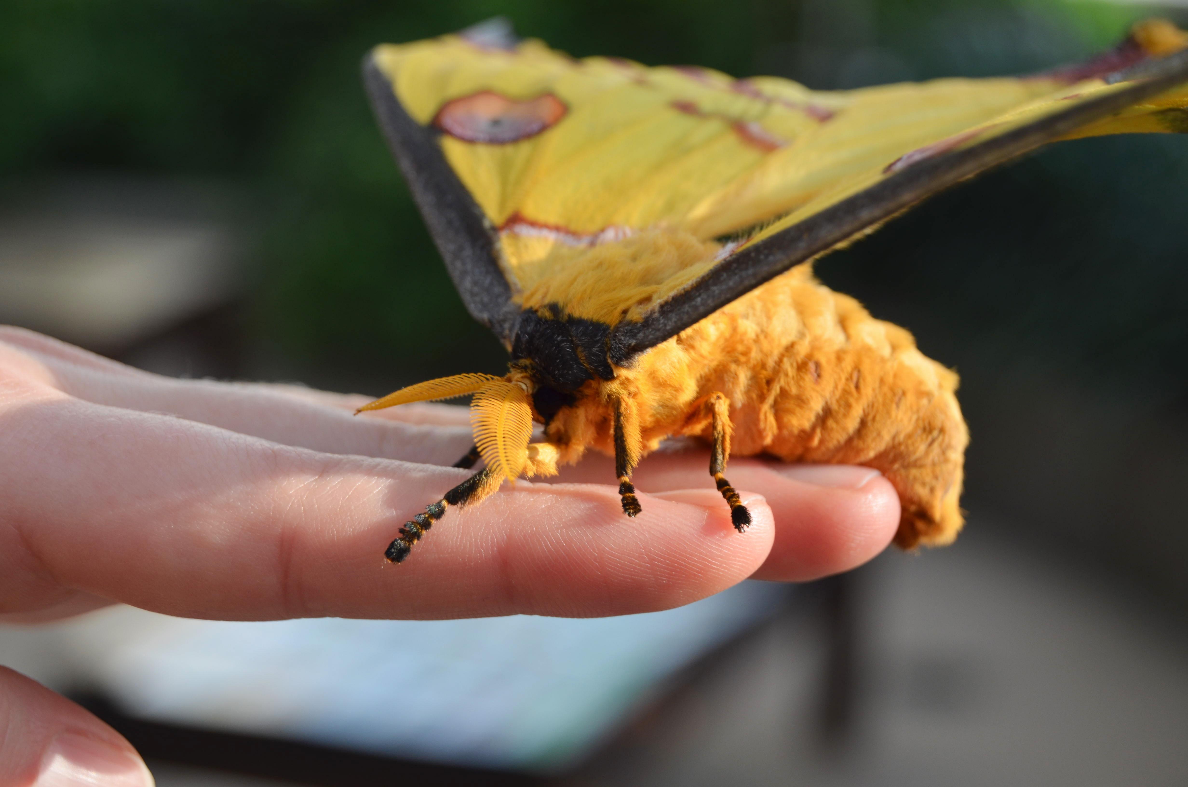 Nearly three months after arriving in Chicago, a rare comet moth emerged from its cocoon last week at the Peggy Notebaert Nature Museum. (Courtesy Peggy Notebaert Nature Museum)