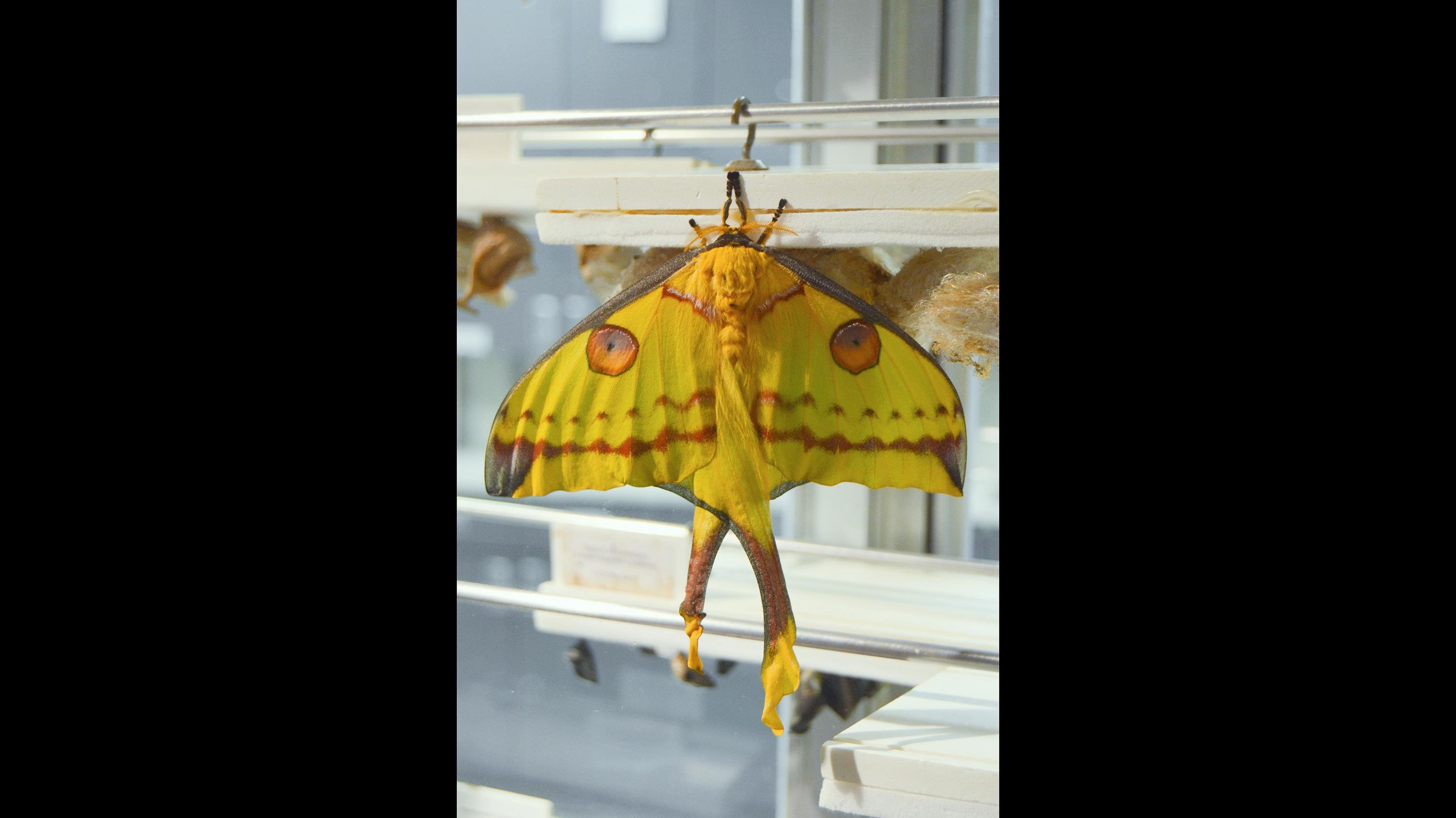 With a life expectancy of about one week, comet moths do not have mouths and live off fat stored as caterpillars. (Courtesy Peggy Notebaert Nature Museum)