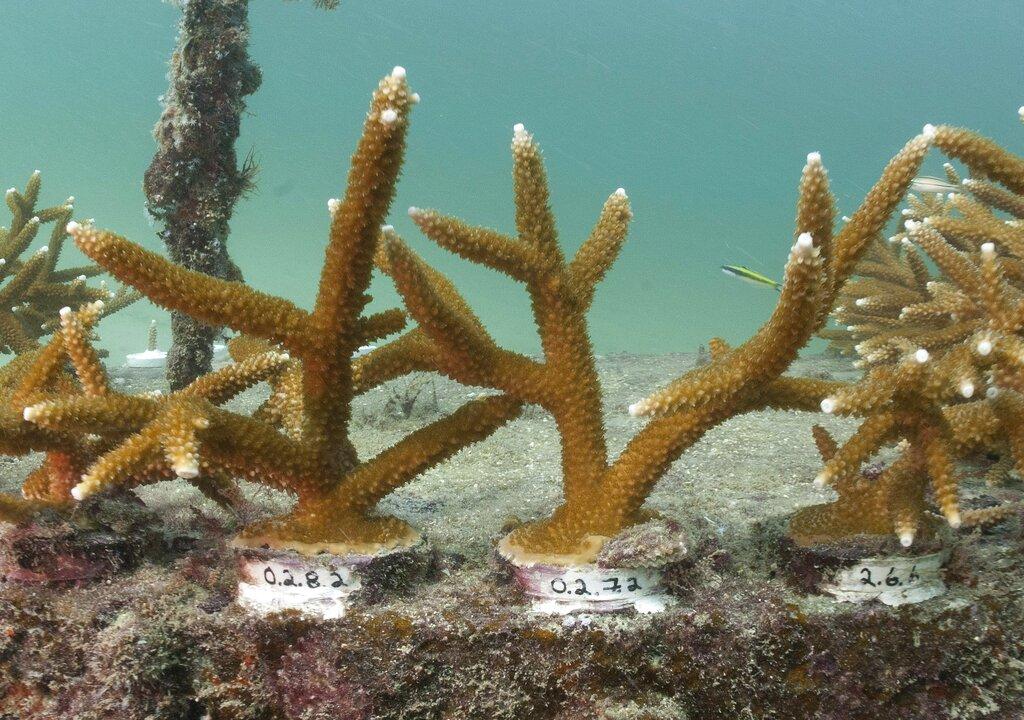 In this Thursday, Sept. 27, 2012, file photo, pieces of stag horn coral are shown growing in Nova Southeastern University’s offshore coral reef nursery in about 22 feet of water, near Fort Lauderdale, Fla. (AP Photo / Wilfredo Lee, File)