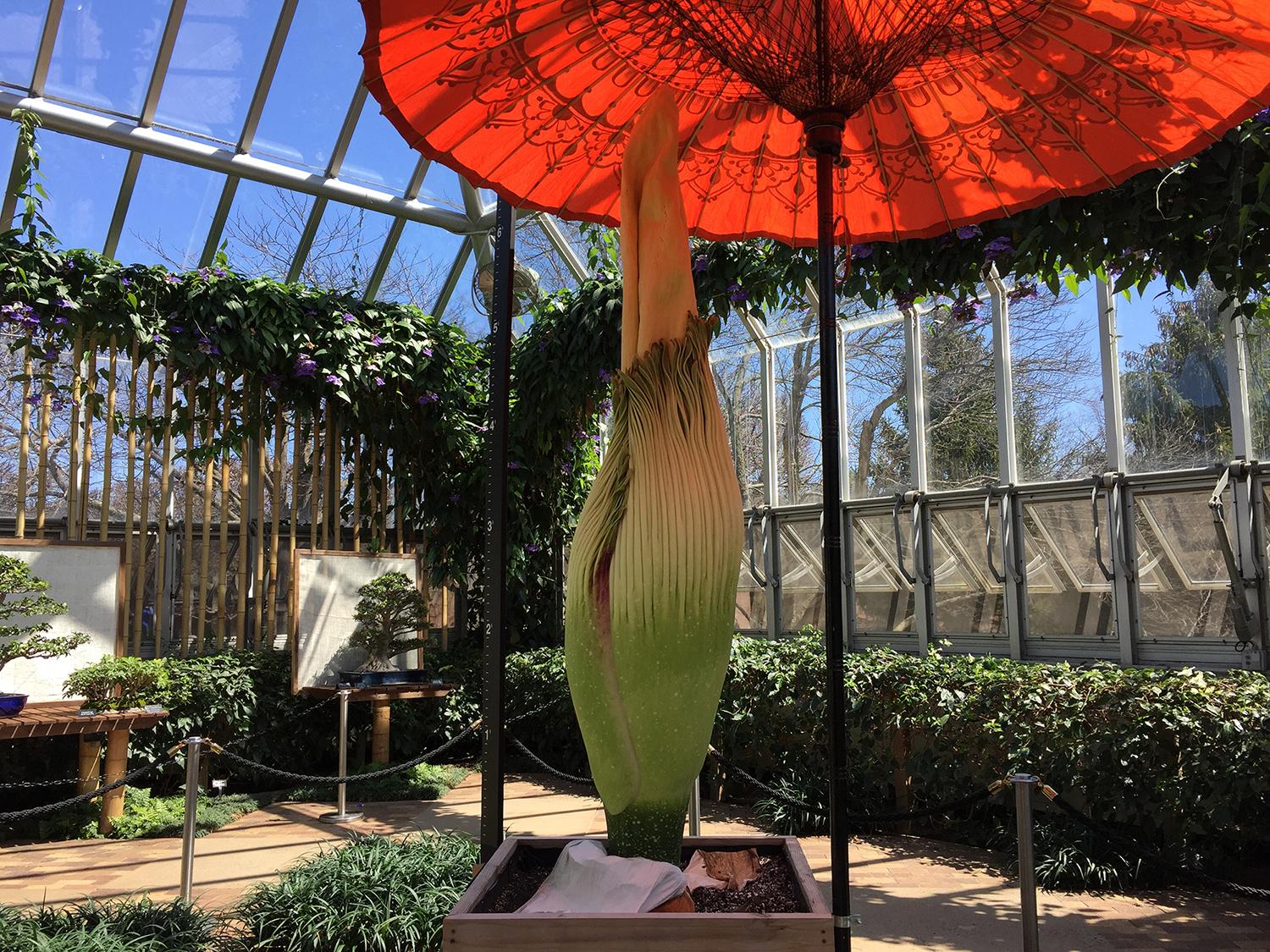 At Nearly 7 Feet Corpse Flower Spike Sets Botanic Garden Record