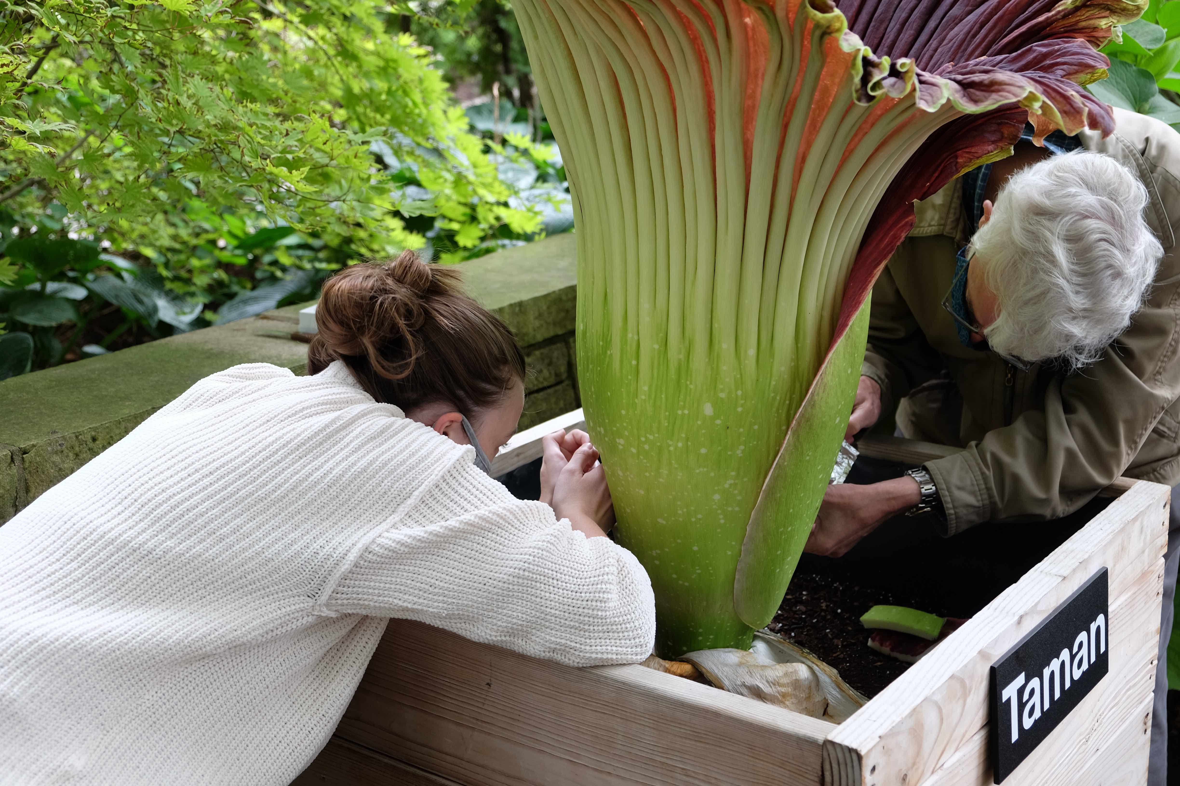 Olivia Murrell (left) studying corpse flowers. (Courtesy of Olivia Murrell)