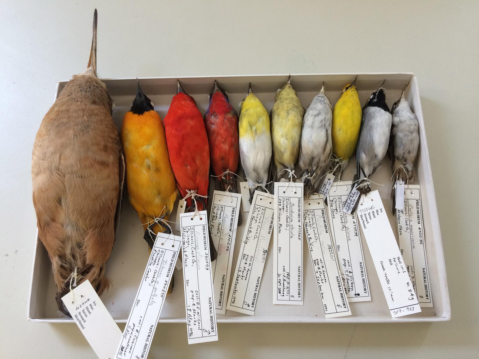 Dead birds collected by the Chicago Bird Collision Monitors were given to the Field Museum's Bird Division. (Josh Engel / The Field Museum)