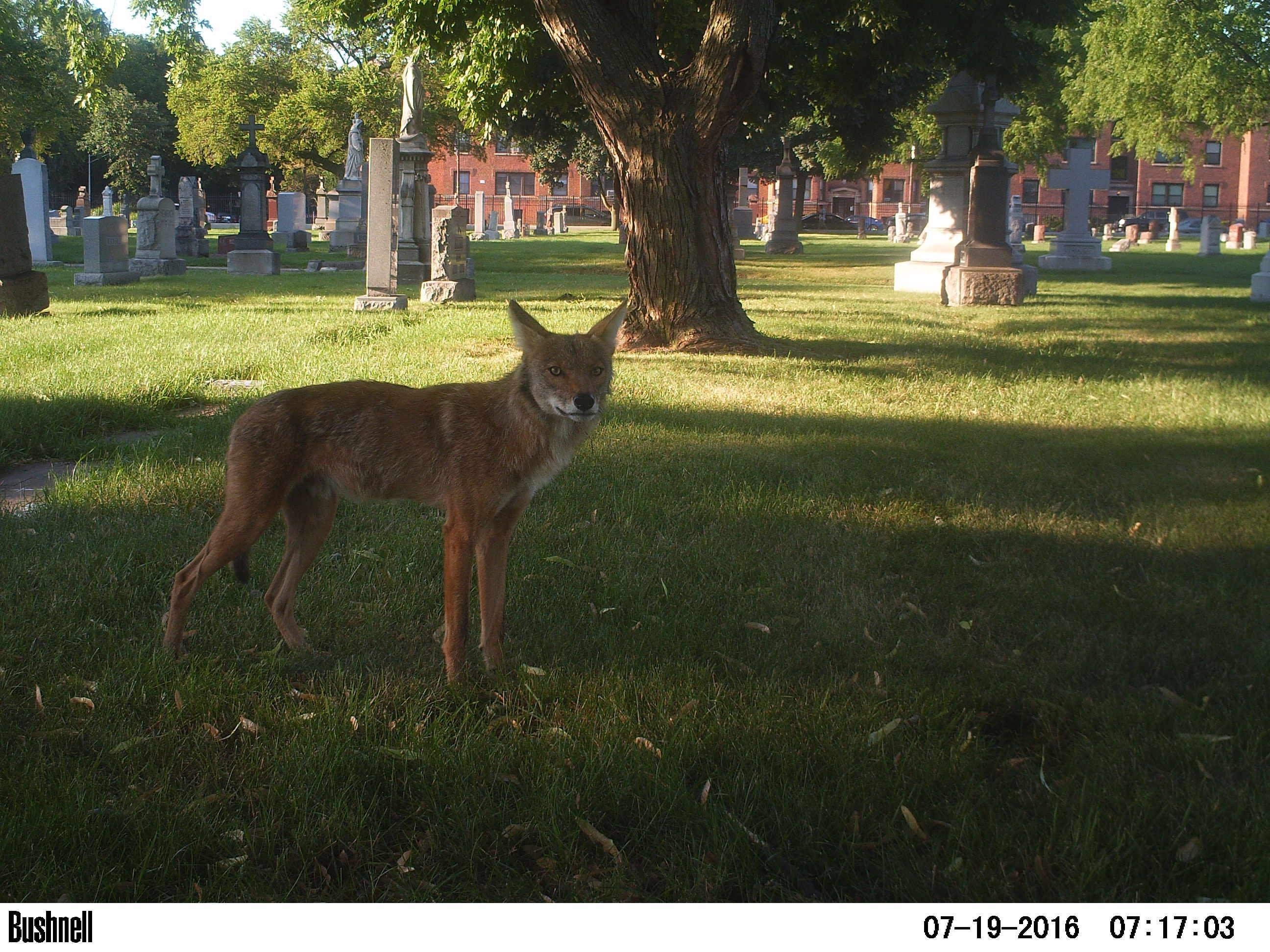 A coyote in Chicago. (Courtesy of Urban Wildlife Institute / Lincoln Park Zoo)