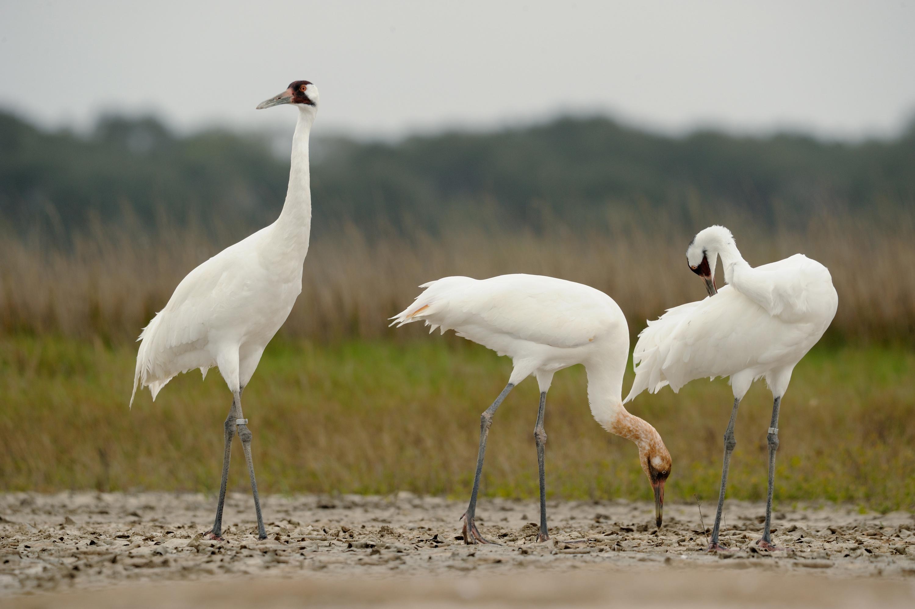 A whooping crane family (Klaus Nigge / U.S. Fish and Wildlife Service Headquarters / Flickr)