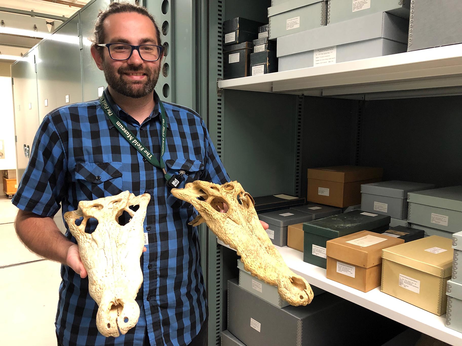 Field Museum scientist Caleb McMahan holding skulls of the two crocodile species. (Alex Ruppenthal / WTTW News) 