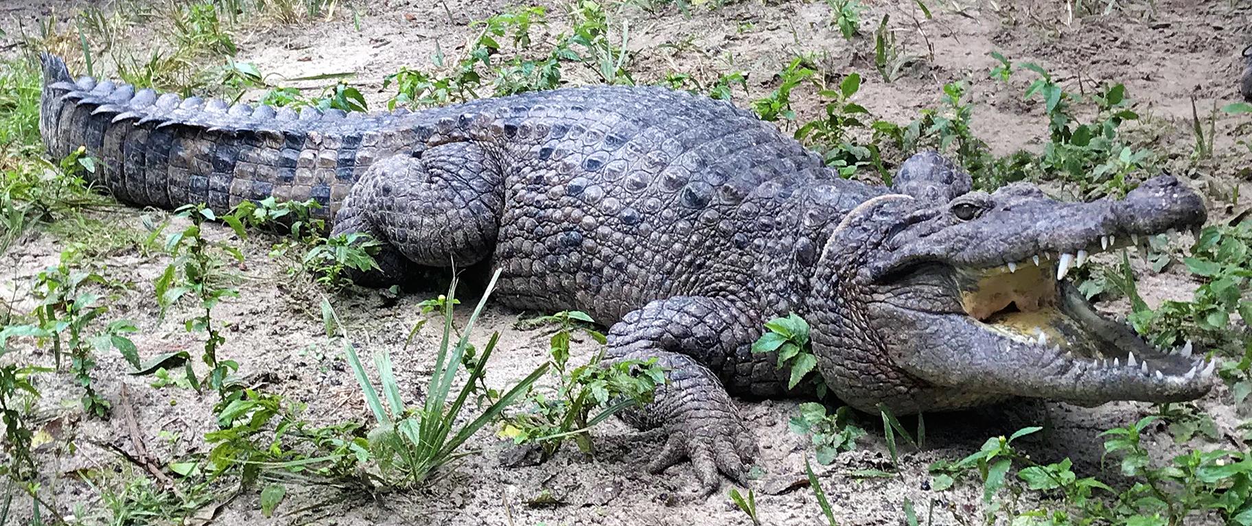  The crocodile observed by Field Museum scientist Caleb McMahan at an alligator farm in Florida. (Courtesy The Field Museum) 