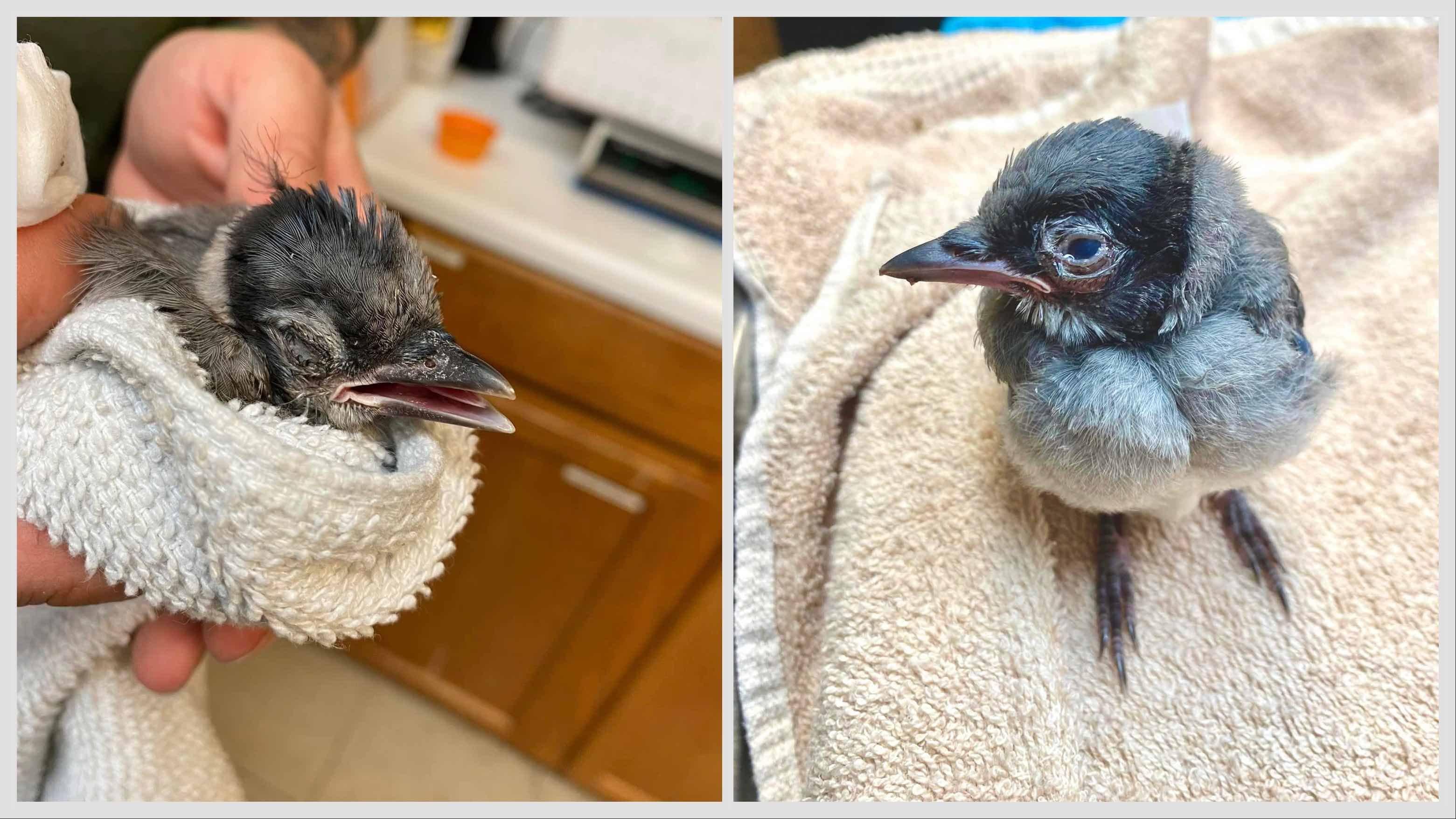 Birds admitted to Willowbrook Wildlife Center, showing signs of suspected vitamin A deficiency caused by eating too many cicadas. (Courtesy of Willowbrook Wildlife Center)