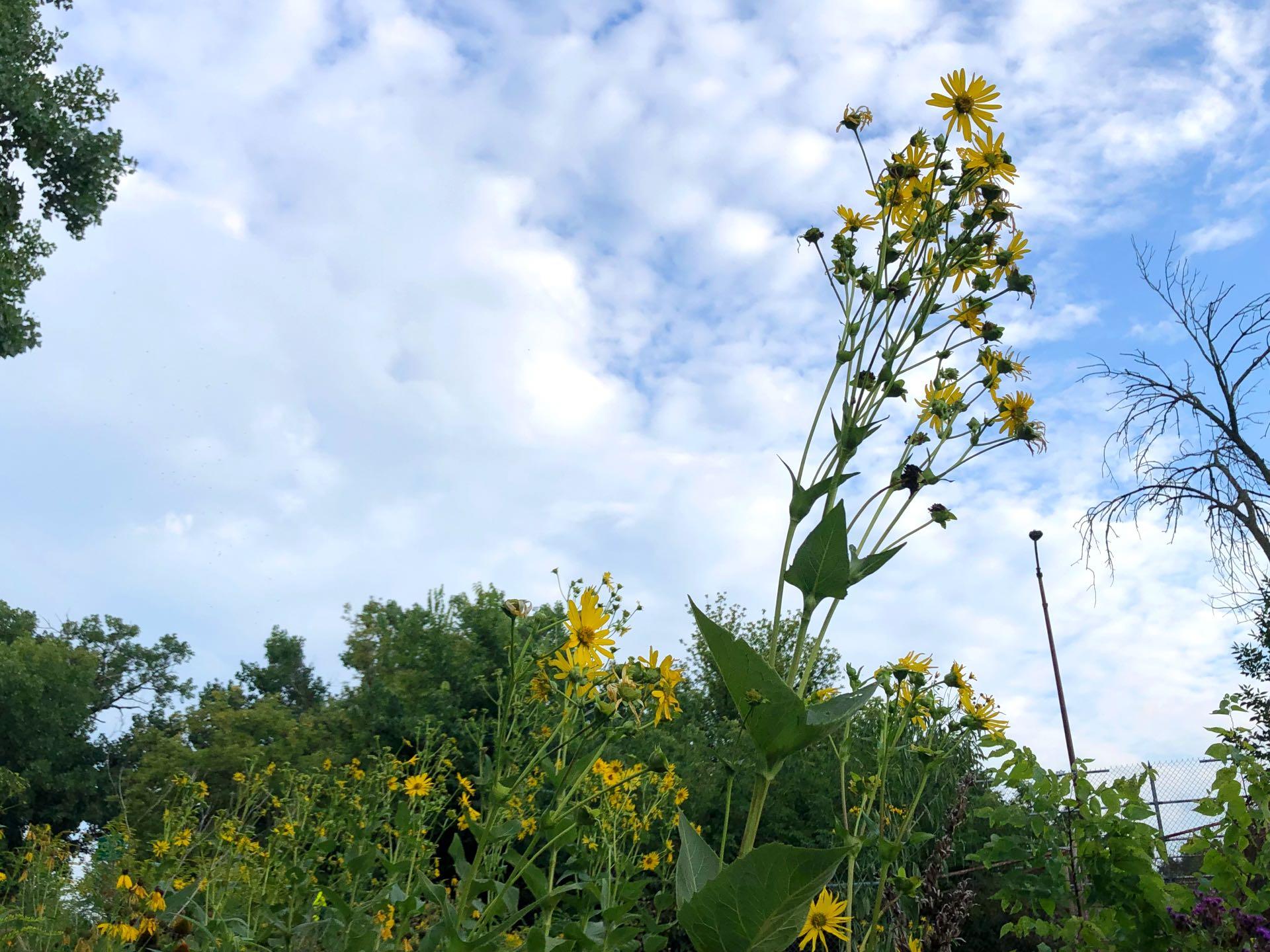 Cup Plant can be distinguished from other yellow-flowered plants by its distinctive leaves, which form a cup. Seen in River Park in Lincoln Square. (Patty Wetli / WTTW News)