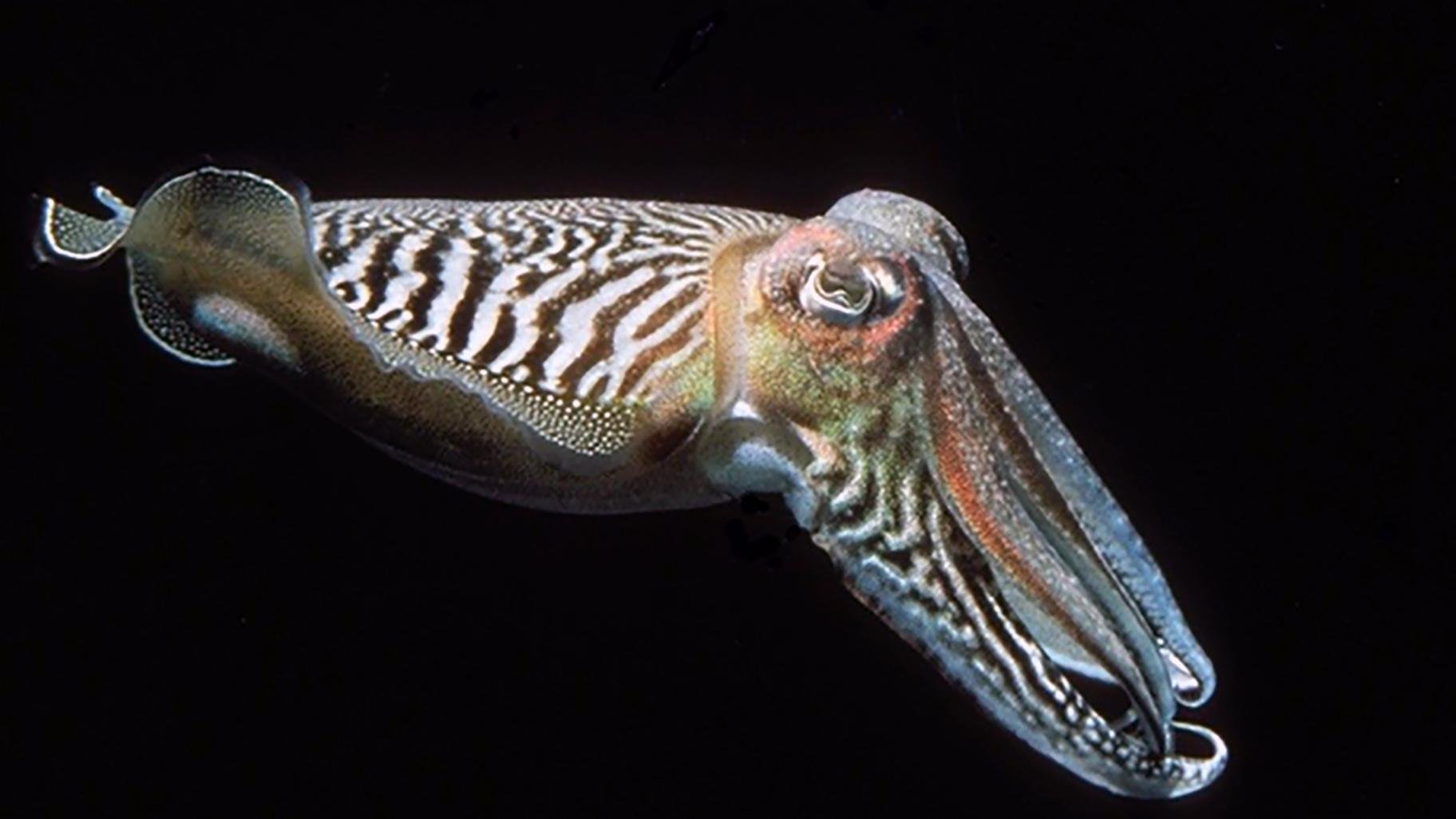 An international research team has found that cuttlefish retain sharp memories of specific events even into old age. (Courtesy Grass Foundation)