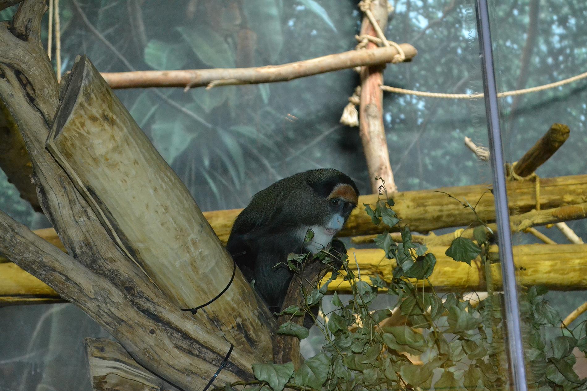 Diana Monkey  Lincoln Park Zoo