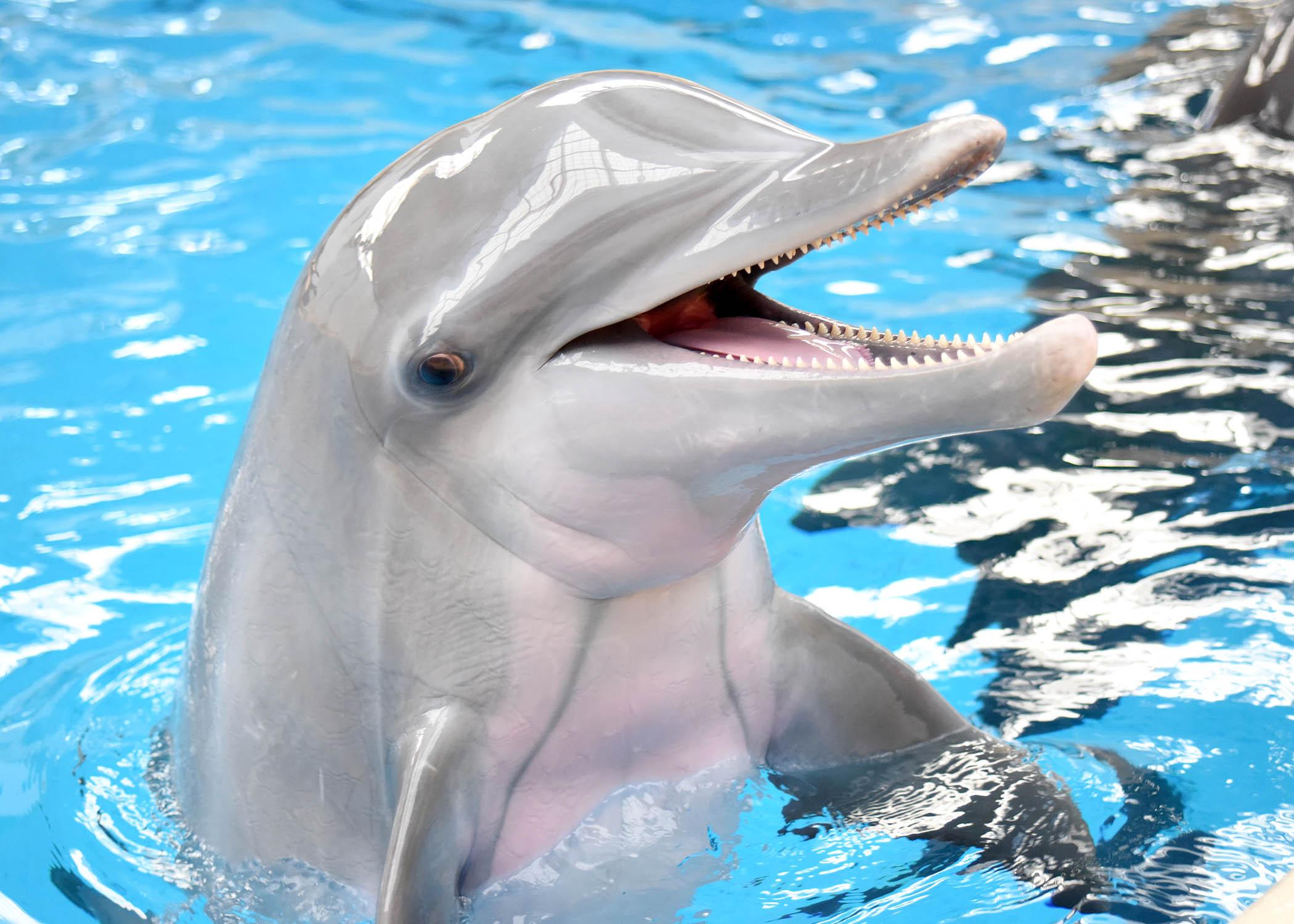 Bottlenose Dolphin