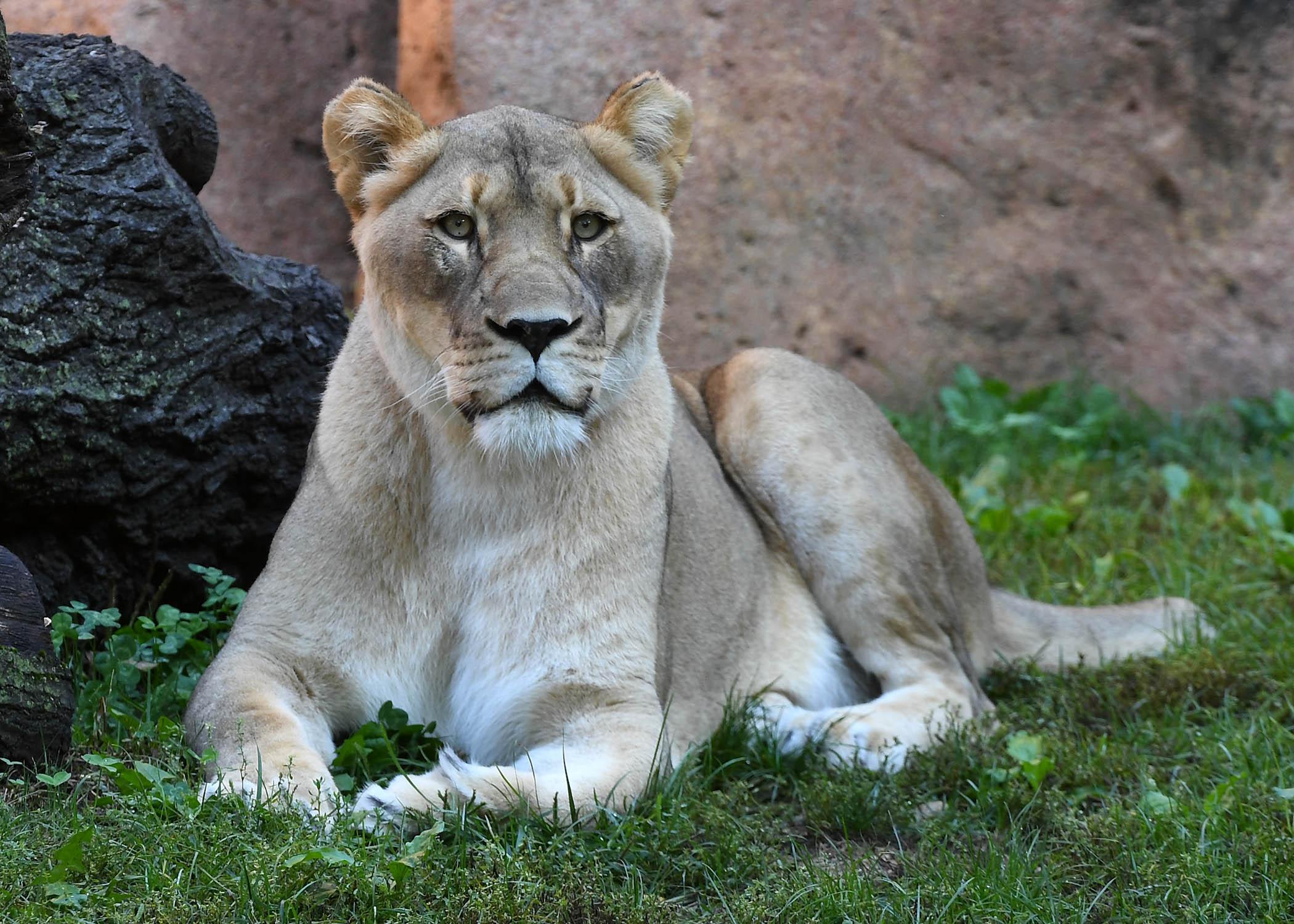 Isis at Brookfield Zoo. (Jim Schulz / Chicago Zoological Society)