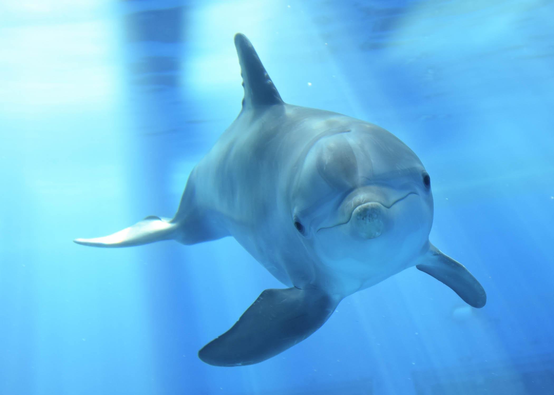 Magic, a bottlenose dolphin born at Brookfield Zoo in 2013. (Jim Schulz / Chicago Zoological Society)