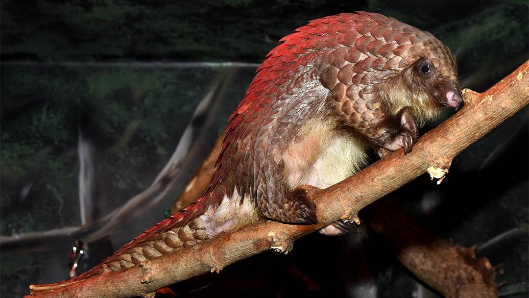 brookfield zoo welcomes the pangolin world s most trafficked animal