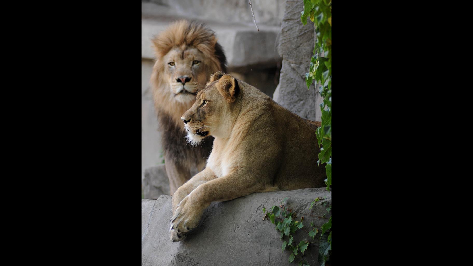 Zenda, left, and Isis. (Jim Schulz / Chicago Zoological Society)