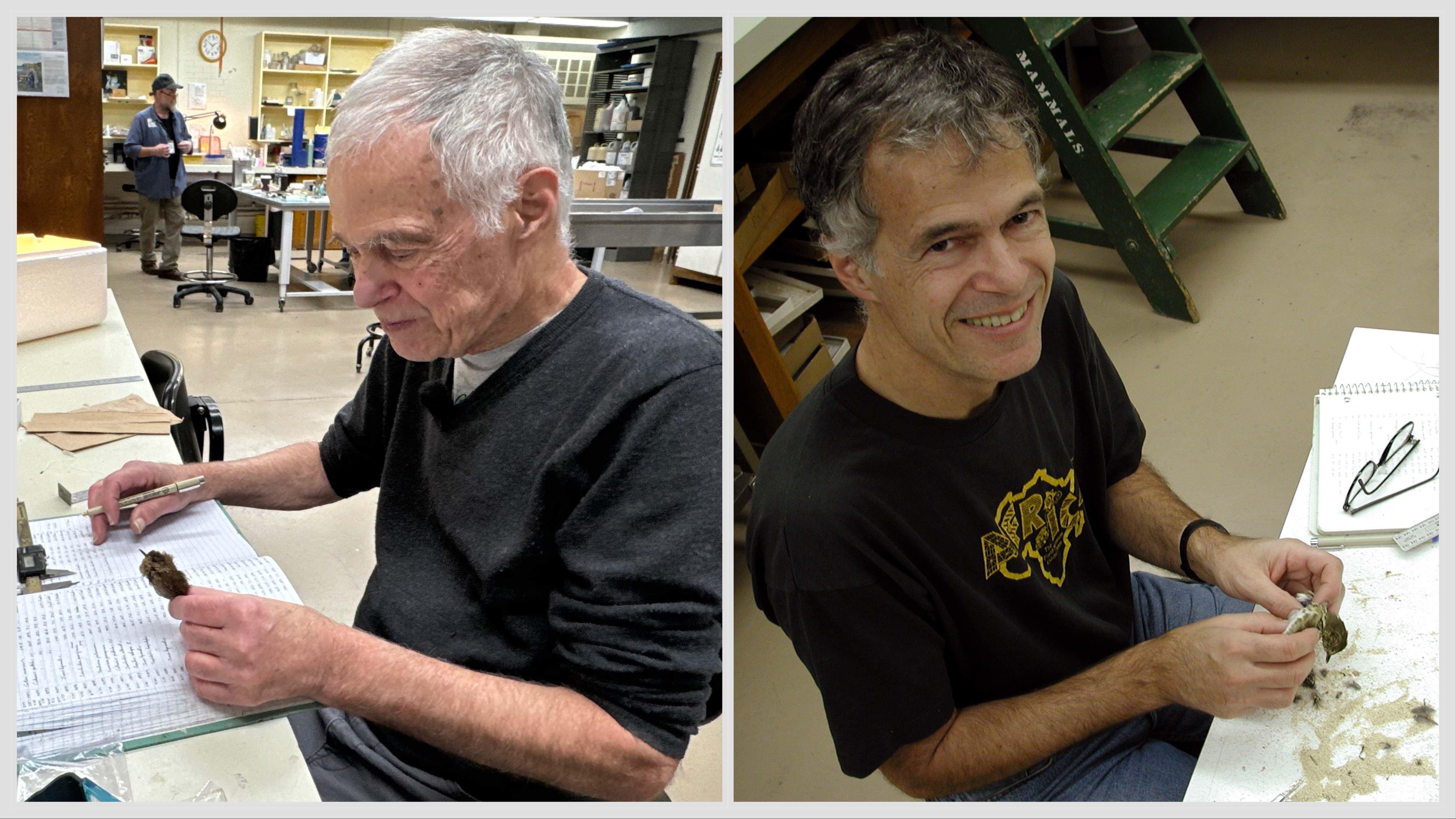 “There’s a sadness to it,” Dave Willard said of the decades he’s spent documenting birds killed in collisions with Chicago buildings. But his monitoring project ensures the birds didn’t die in vain. Here Willard is seen prepping specimens in 2025 (l) and 2001. (Credit: Patty Wetli / WTTW News; Field Museum)