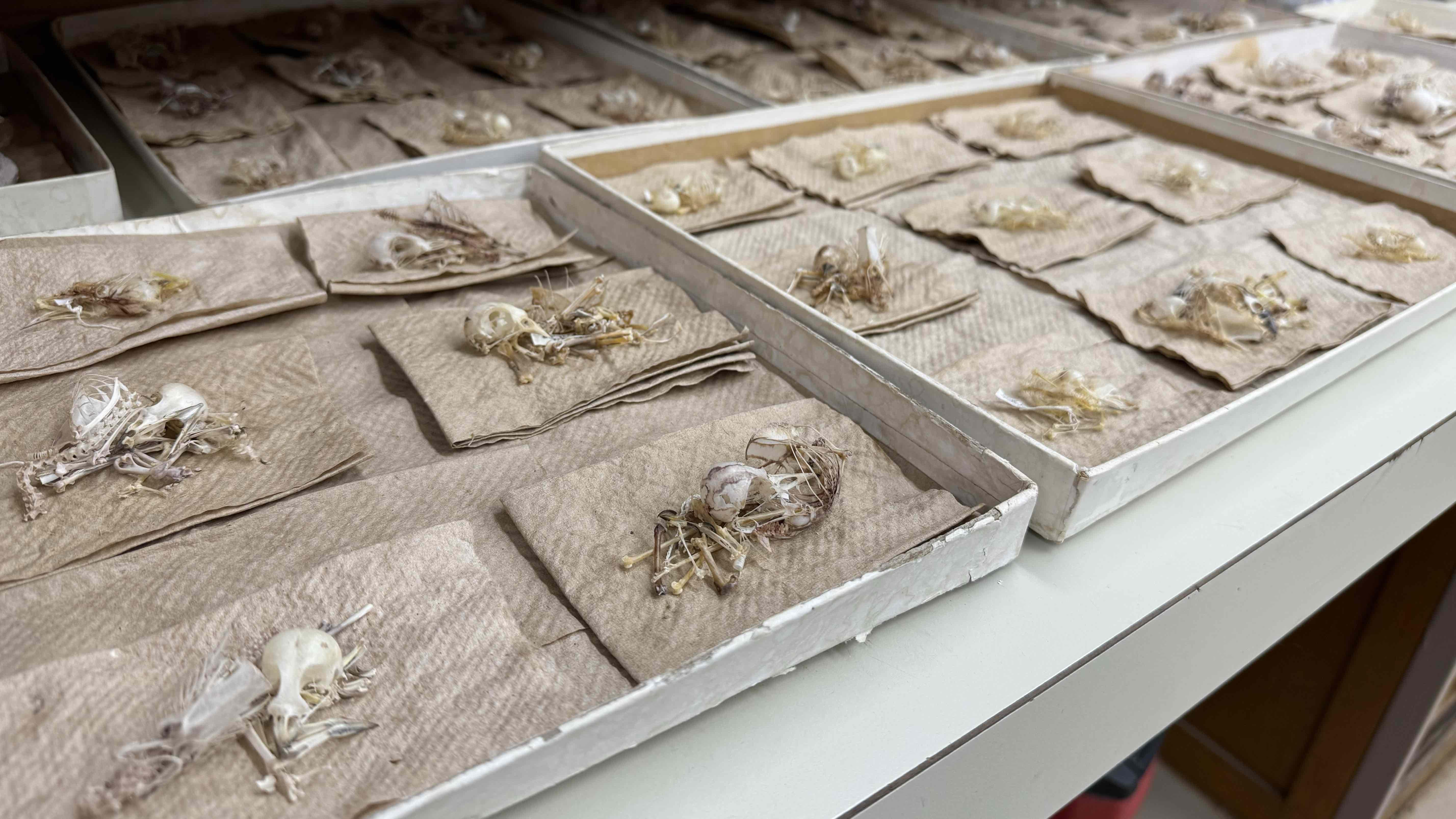 The skeletal remains of birds salvaged by the Field Museum will be used by researchers for years to come, with the potential to answer questions scientists don’t even yet know to ask. (Patty Wetli / WTTW News)