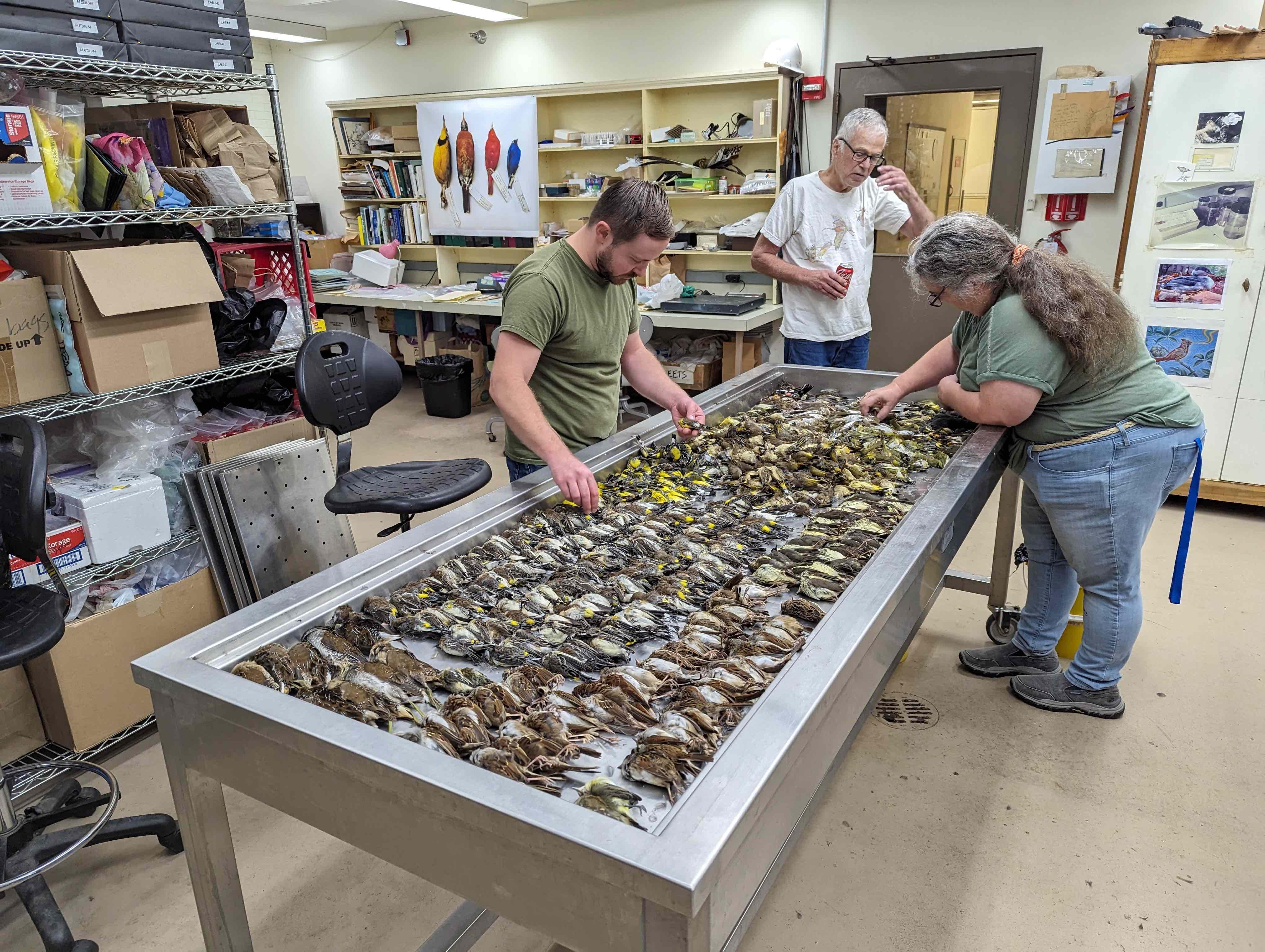 A team at the Field Museum processes birds killed in collisions with McCormick Place during a massive migratory wave Oct. 4-5, 2023. (Daryl Coldren / Field Museum)