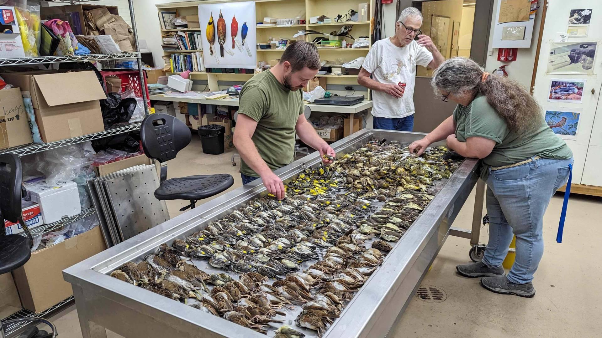 A team at the Field Museum processes birds killed in collisions with McCormick Place during a massive migratory wave Oct. 4-5, 2023. (Daryl Coldren / Field Museum)