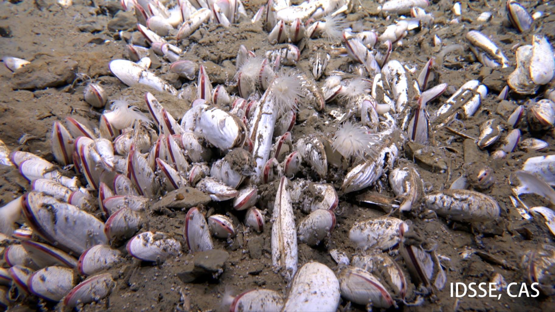 This undated image provided by the Institute of Deep-sea Science and Engineering, Chinese Academy of Sciences shows mollusks in an ocean trench. (Institute of Deep-sea Science and Engineering, Chinese Academy of Sciences via AP)