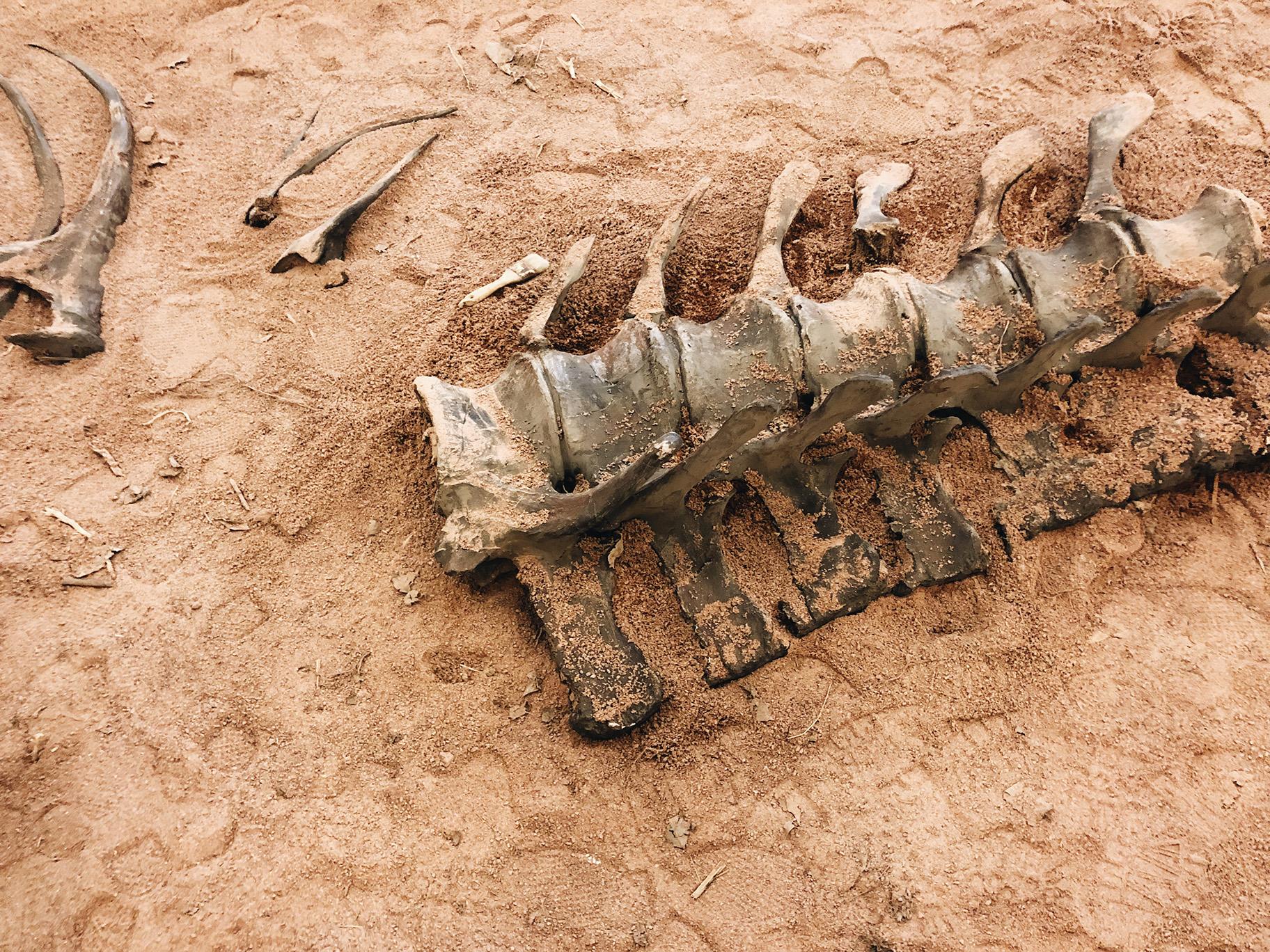 Vertebrae bones inside the Field Museum’s pop-up “Dig Site” at 333 N. Michigan Ave. (Courtesy The Field Museum) 