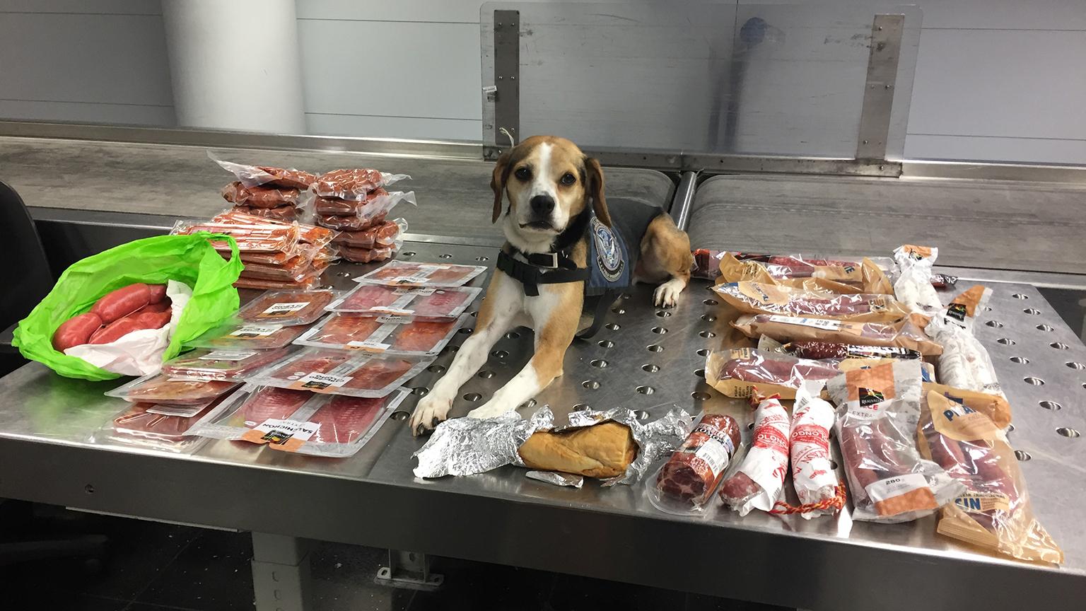 Dino, an agriculture detection dog, sits next to a cache of meat discovered at an O’Hare baggage carousel. The passenger, coming from Spain via London, declared and surrendered one chorizo sandwich before reluctantly admitting he had more meat. In total, 33.4 pounds of pork meat and chorizo were seized. (Courtesy U.S. Customs and Border Protection) 