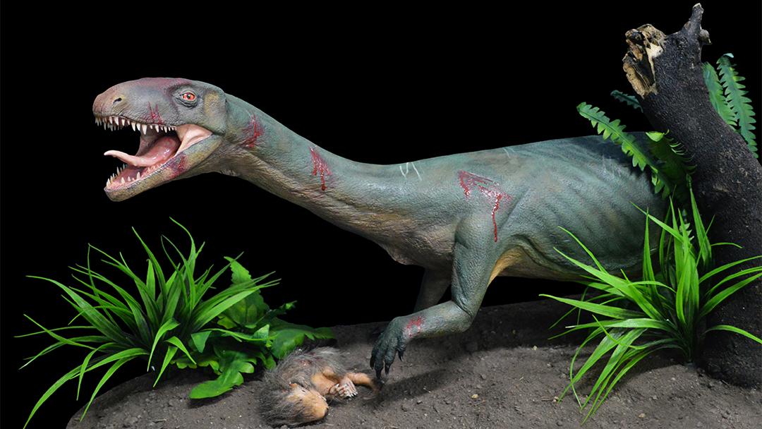 Life model of the new species Teleocrater rhadinus, a close relative of dinosaurs, preying upona juvenile cynodont, a distant relative of mammals. (Museo Argentino de Ciencias Naturales)