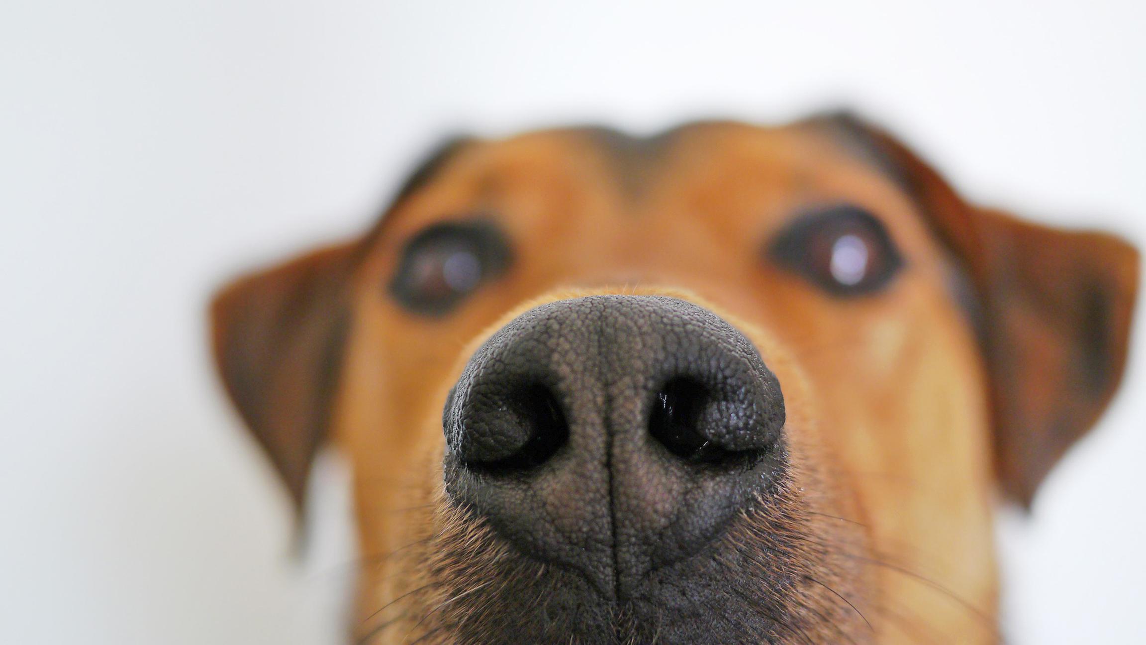 Sniff it Out: New Book Follows Dogs 'Into a World of Smell' | Chicago News | WTTW Sniff it Out: New Book Follows Dogs 'Into a World of Smell' | Chicago News | WTTW