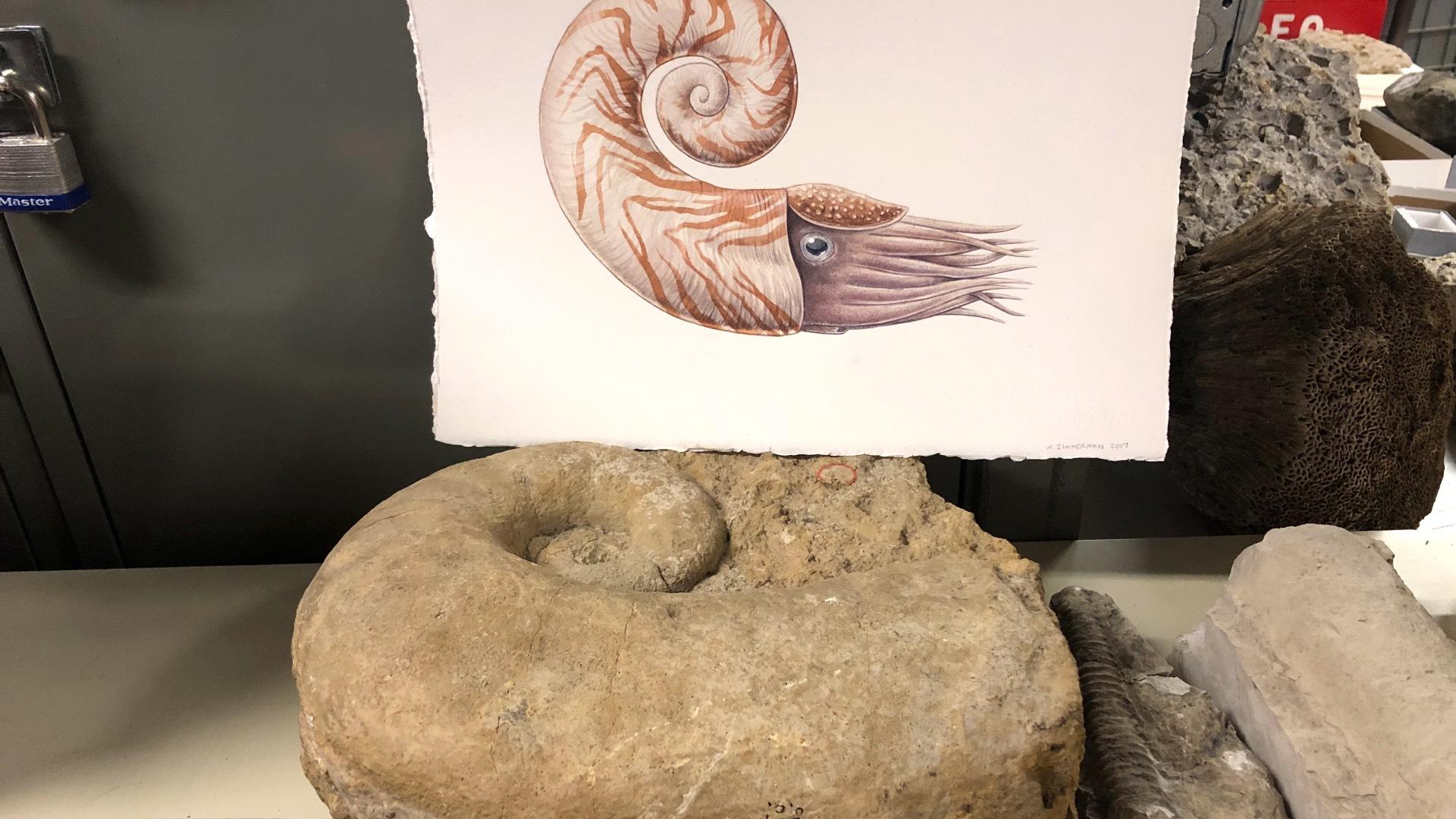 A Silurian fossil, in dolostone, in the Field Museum's collection, with a drawing of the creature as it appeared 400 million years ago. (Patty Wetli / WTTW News)