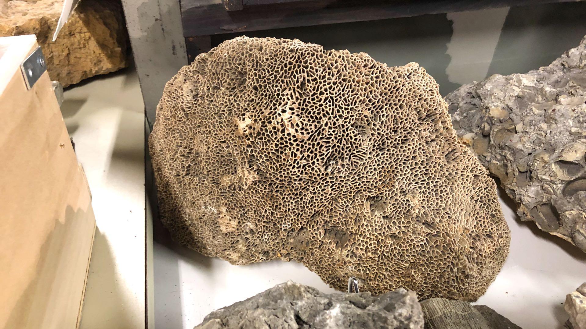 A dolostone fossil of an ancient sponge, in the Field Museum's collection. (Patty Wetli / WTTW News)