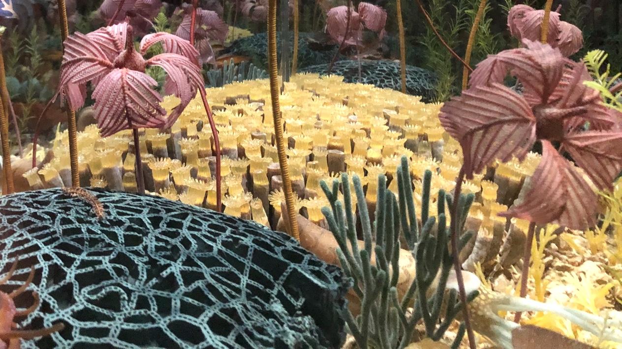 A recreation of a Silurian reef, at the Field Museum. (Patty Wetli / WTTW News)