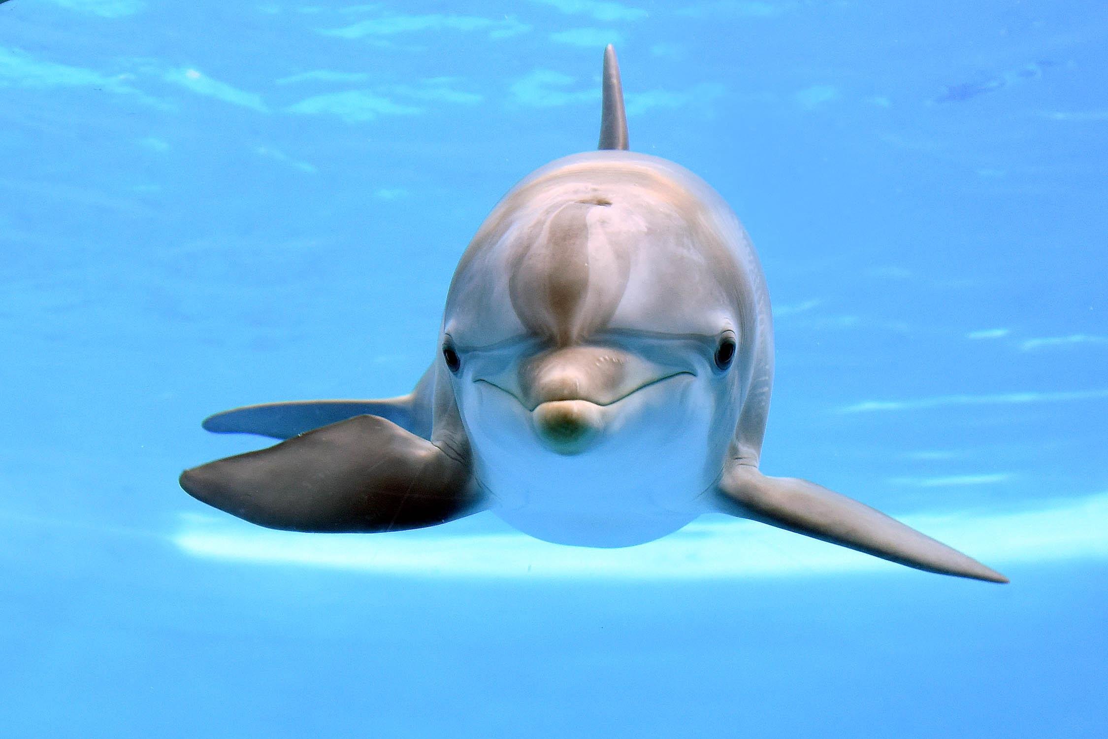 animals born at zoos dophins