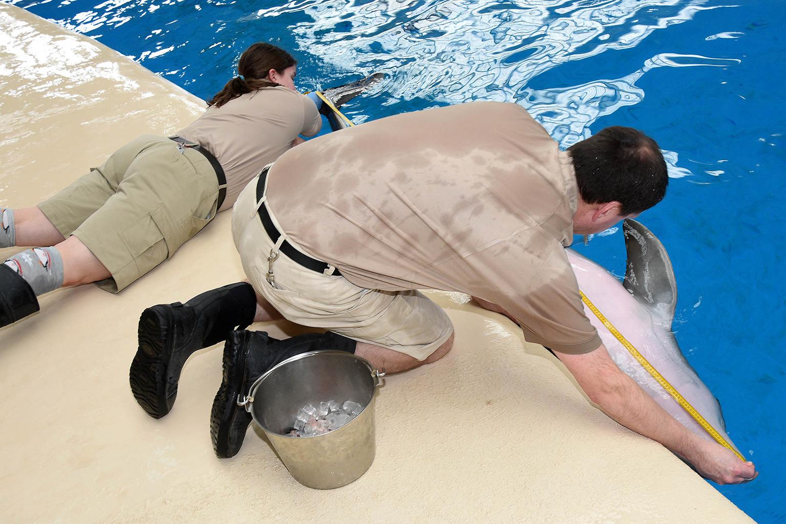 Brookfield Zoo animal care specialists measure the length of a dolphin. (Courtesy Chicago Zoological Society)