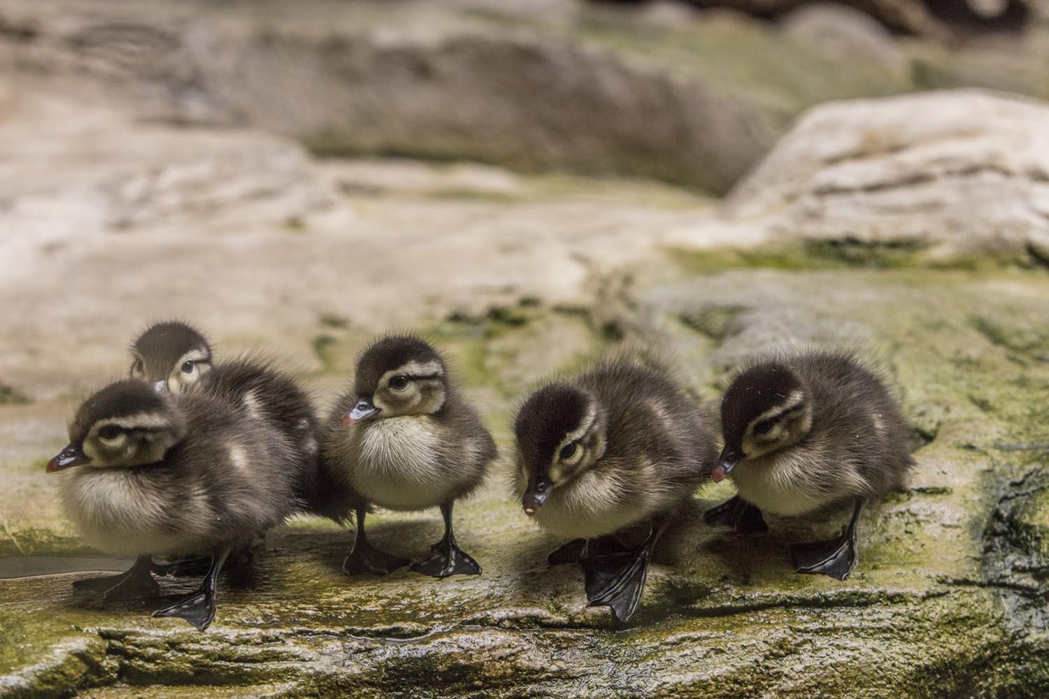 Six wood ducklings and their mother are now living in the Shedd Aquarium’s “At Home on the Great Lakes” exhibit. (Brenna Hernandez / ©Shedd Aquarium)