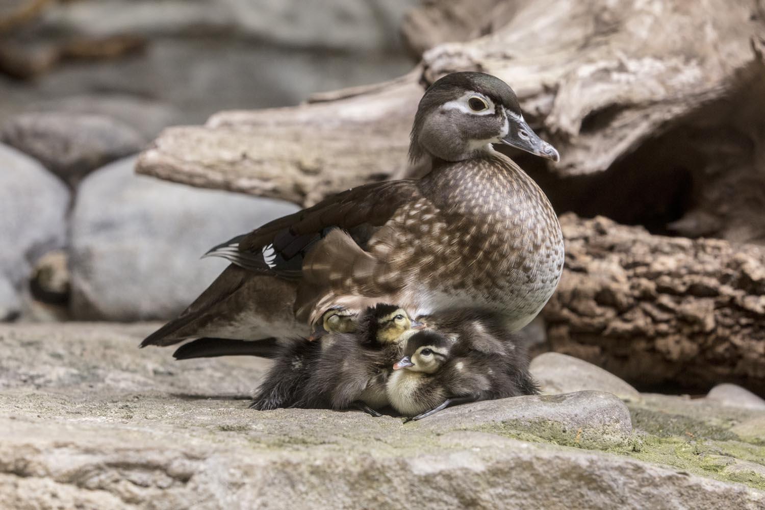 (Brenna Hernandez / ©Shedd Aquarium)