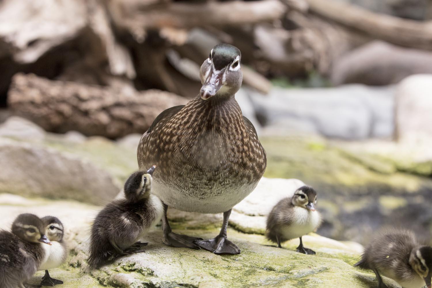 (Brenna Hernandez / ©Shedd Aquarium)