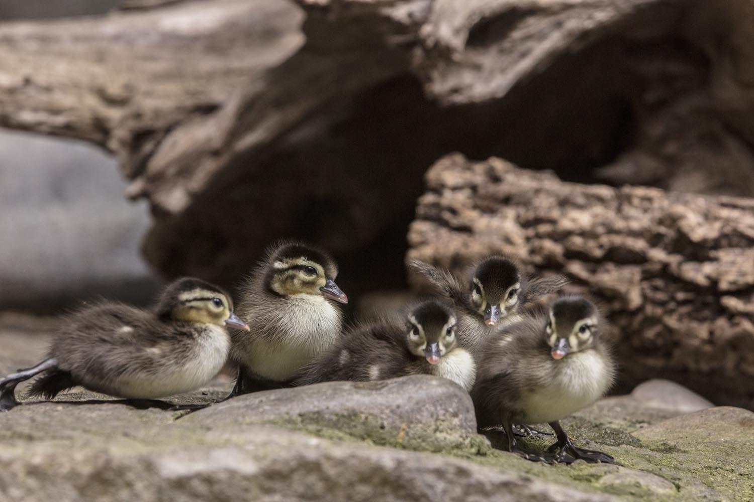 (Brenna Hernandez / ©Shedd Aquarium)