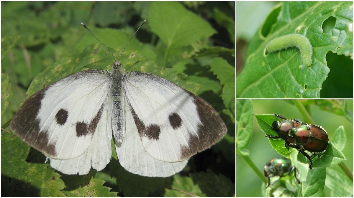 Pictured clockwise from left are a cabbage moth, cabbage moth caterpillar and Japanese beetles.