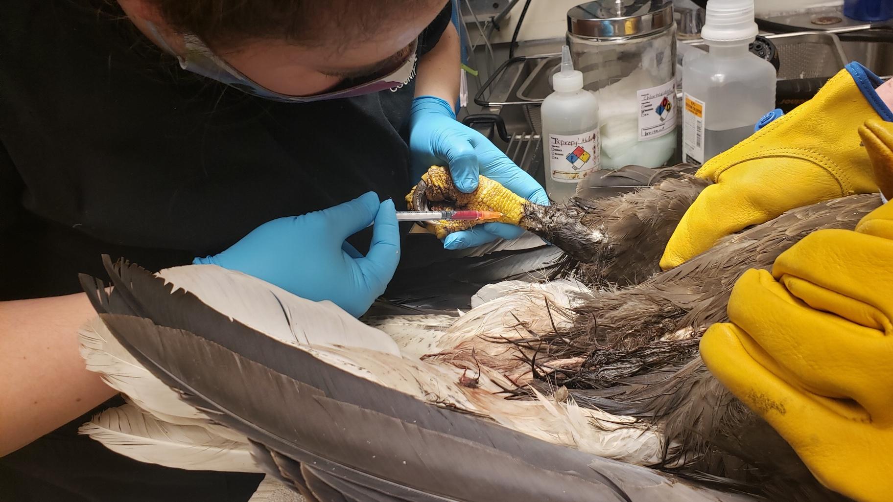 Dr. Sarah Reich treats the injured eagle, which was covered in blood. (Courtesy of Willowbrook Wildlife Center)
