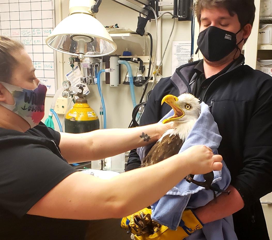 This is an eagle when it's not sassy. Dr. Sarah Reich and Willowbrook wildlife keeper Mike Wittman handle the injured raptor with care. (Courtesy of Willowbrook Wildlife Center)