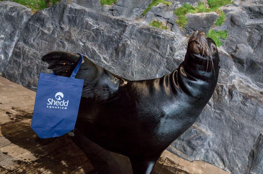 Ty, a sea lion at Shedd Aquarium, shows off one of the aquarium's reusable bags. (Courtesy Shedd Aquarium)