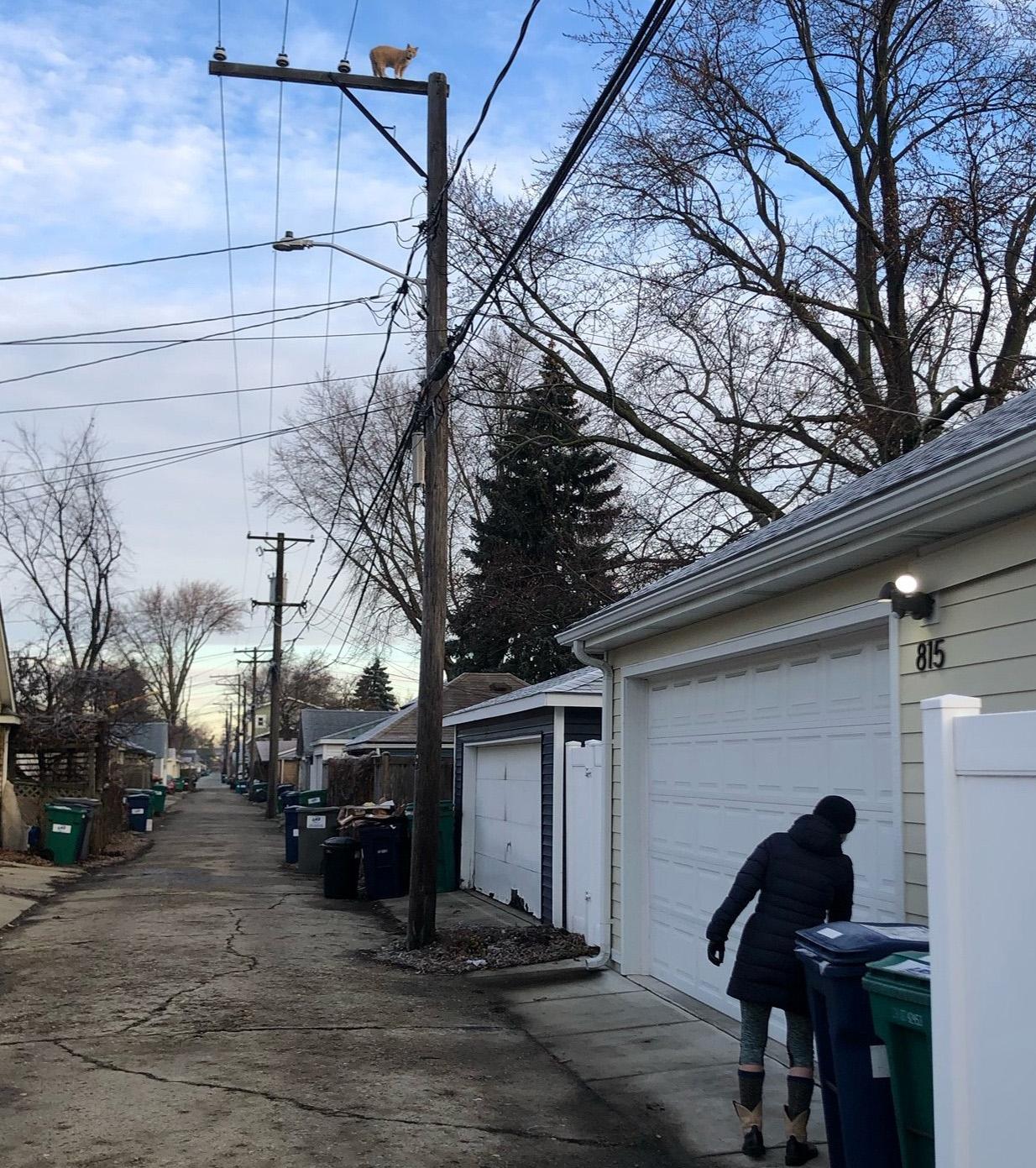 Edgar sits high above the alley below before his eventual rescue. (Marc Vitali / WTTW News)
